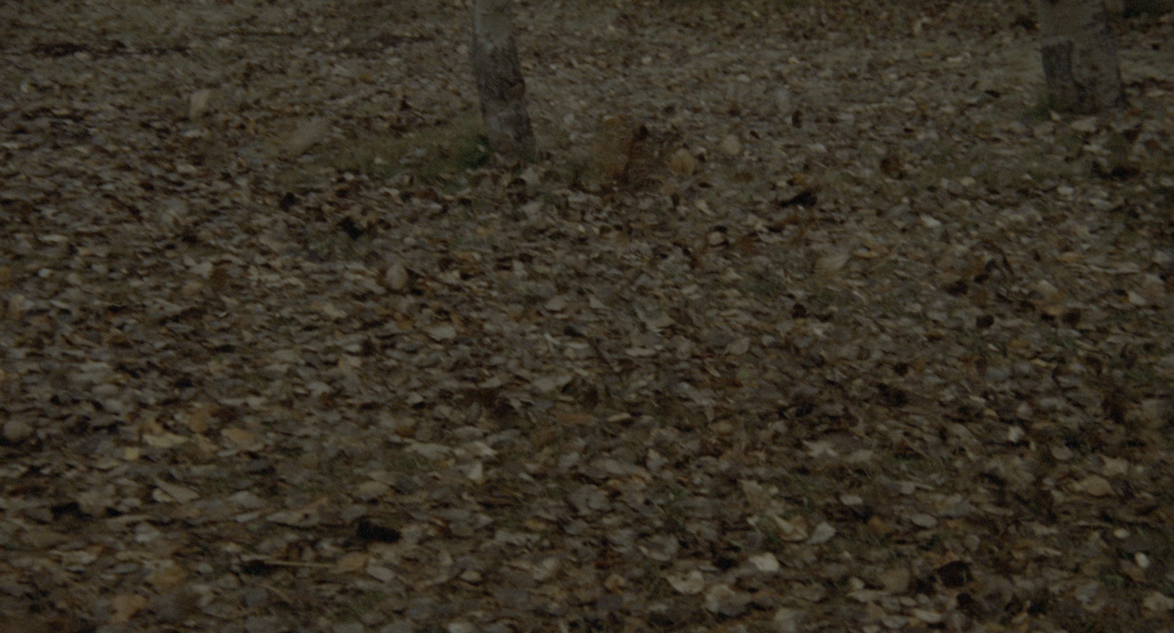 The Godfather: Part II (1974), wide, 1.85:1 — film still