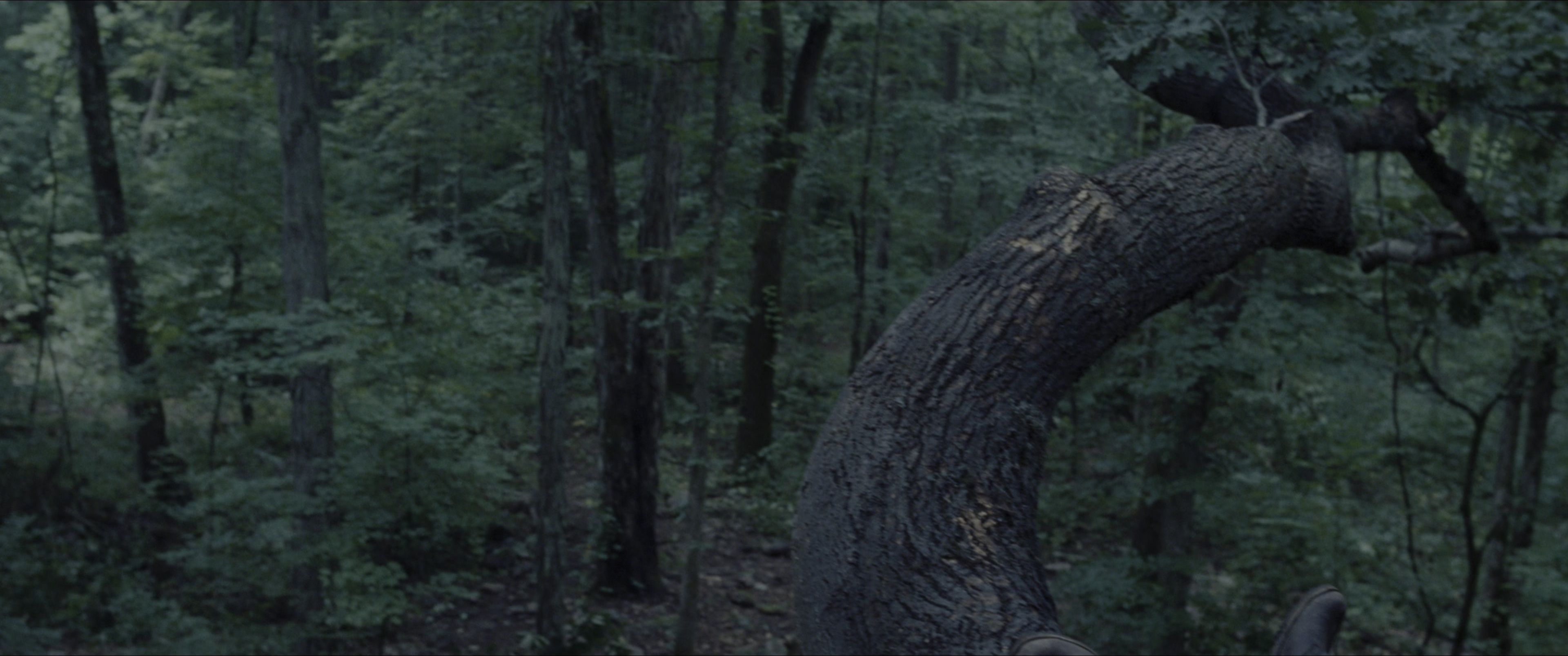 The Hunger Games (2012), wide, 2.39:1 — film still