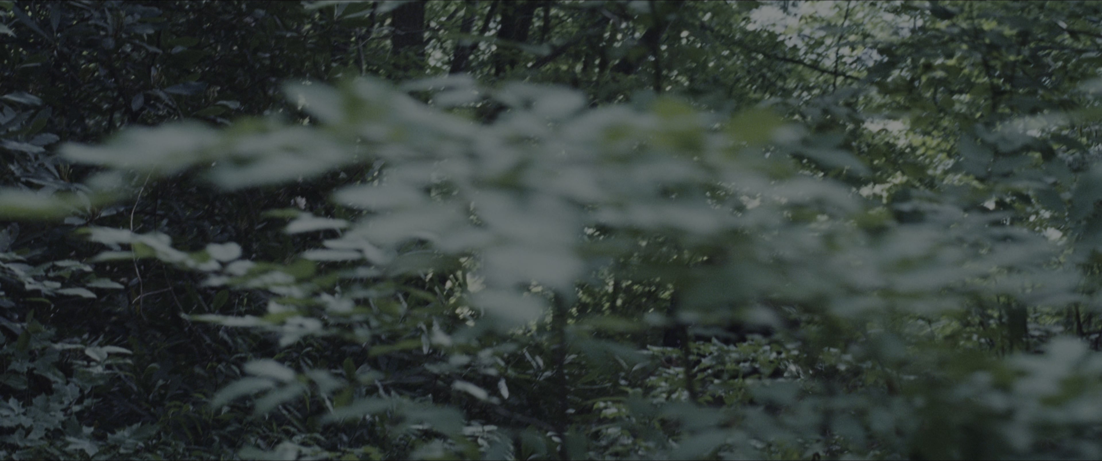 The Hunger Games (2012), wide, 2.39:1 — film still