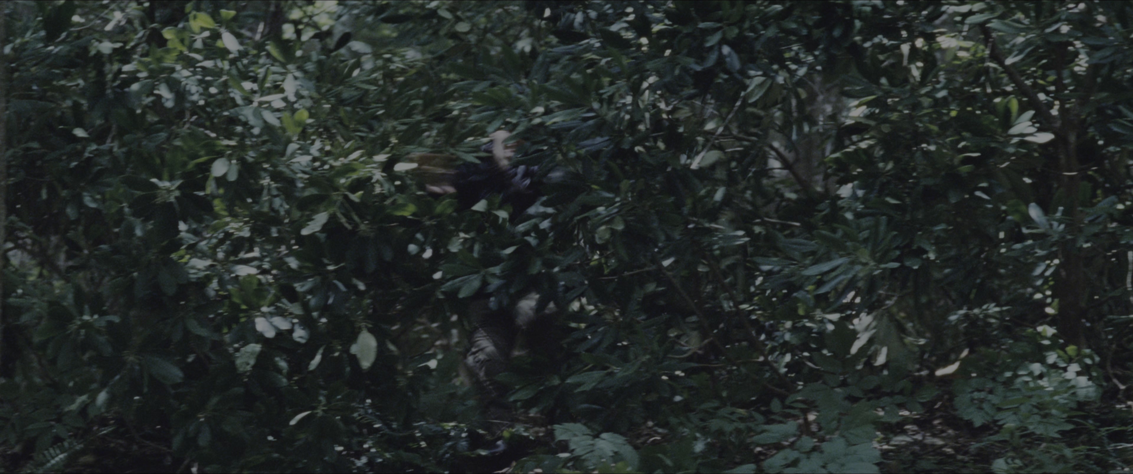 The Hunger Games (2012), wide, 2.39:1 — film still