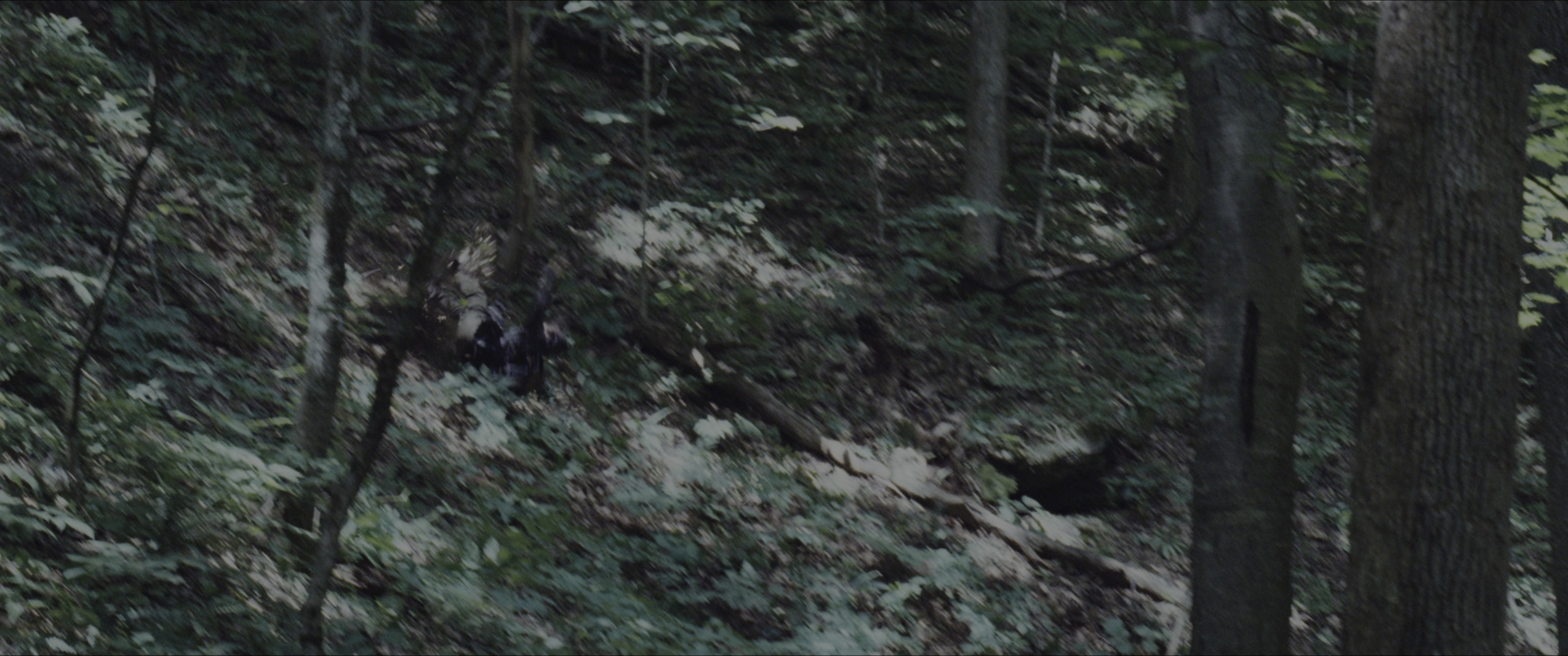 The Hunger Games (2012), wide, 2.39:1 — film still