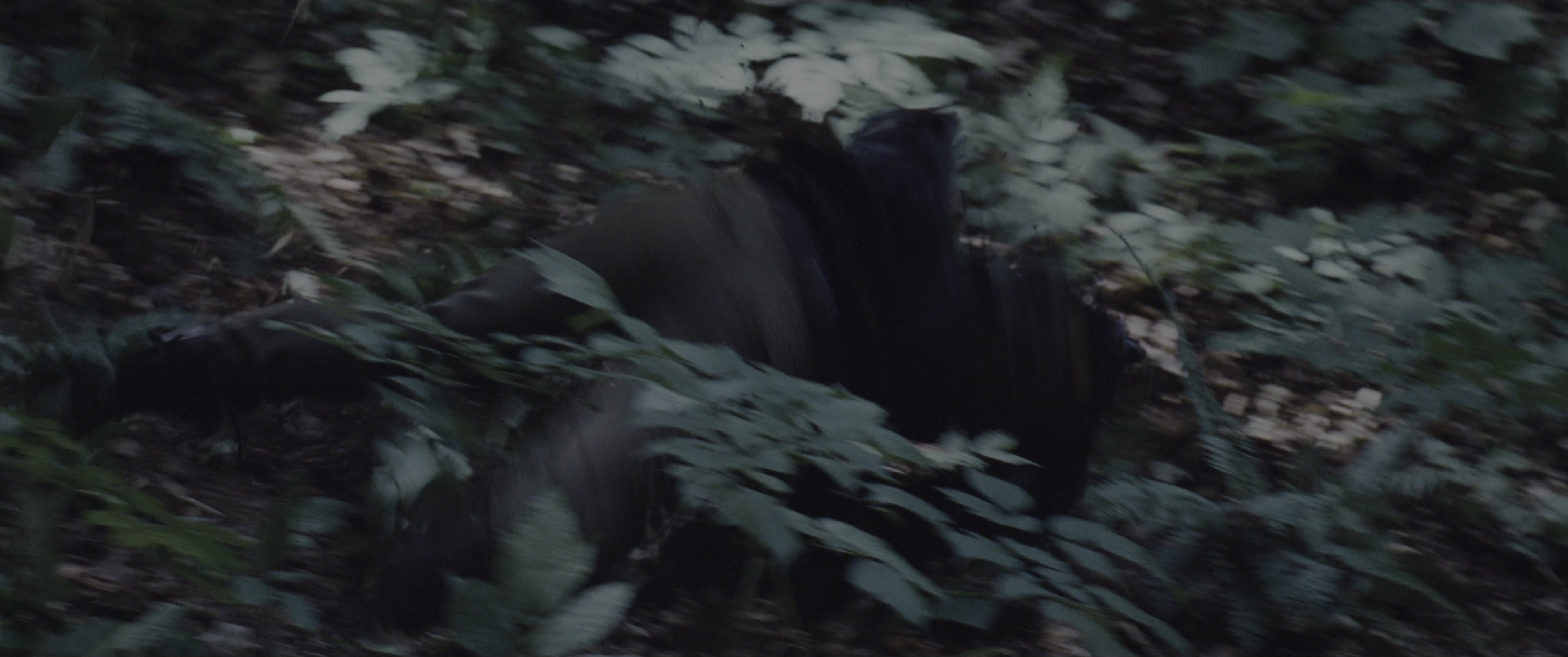 The Hunger Games (2012), wide, 2.39:1 — film still