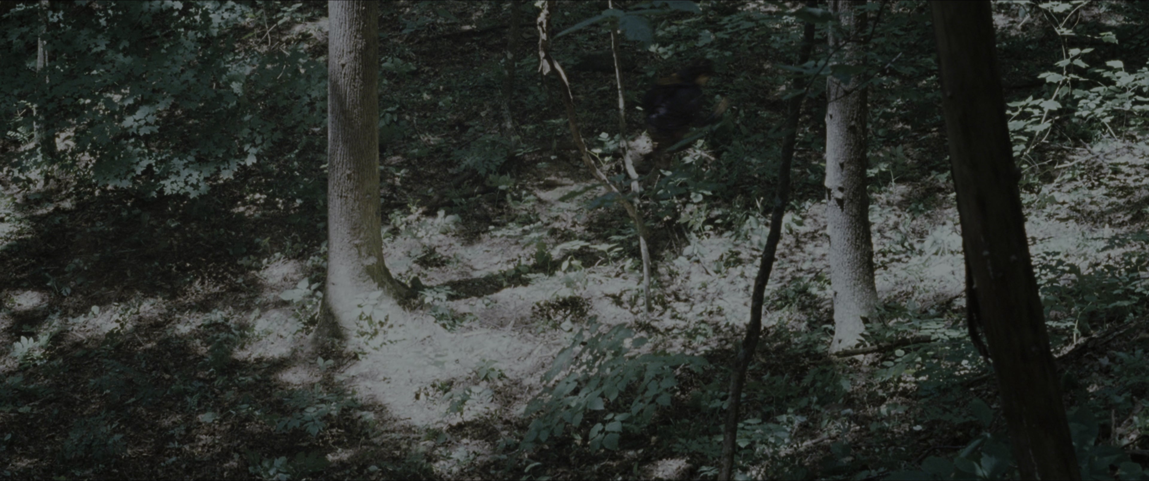 The Hunger Games (2012), wide, 2.39:1 — film still