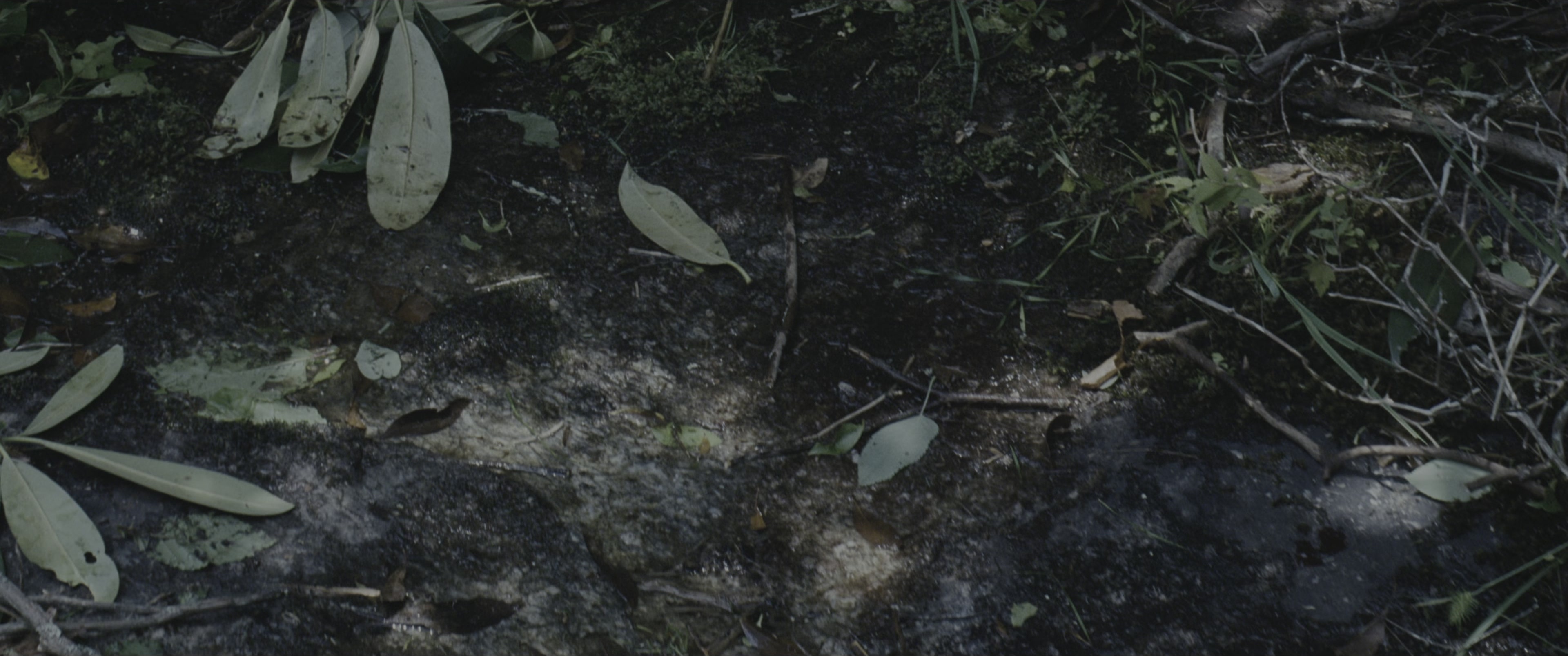 The Hunger Games (2012), wide, 2.39:1 — film still