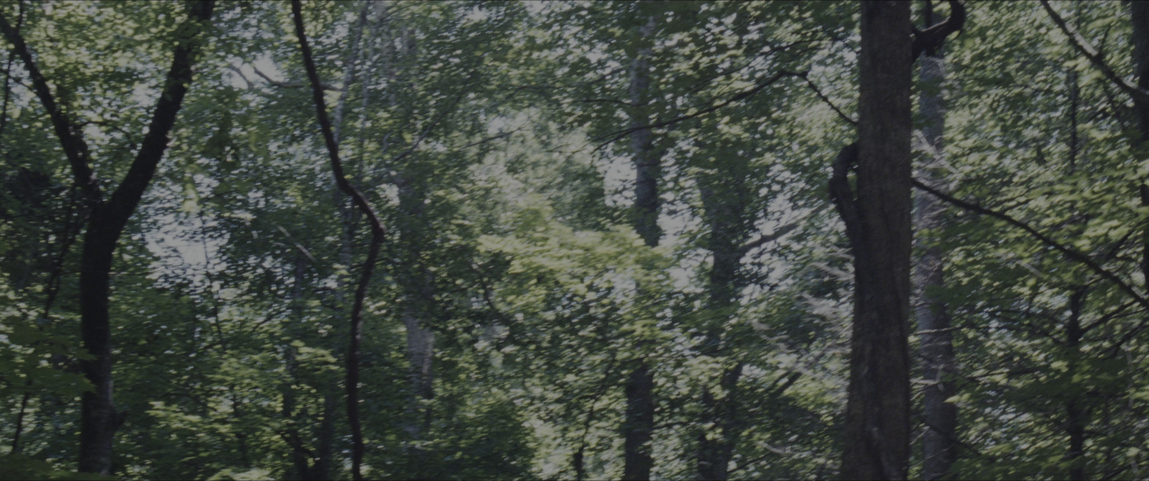 The Hunger Games (2012), wide, 2.39:1 — film still