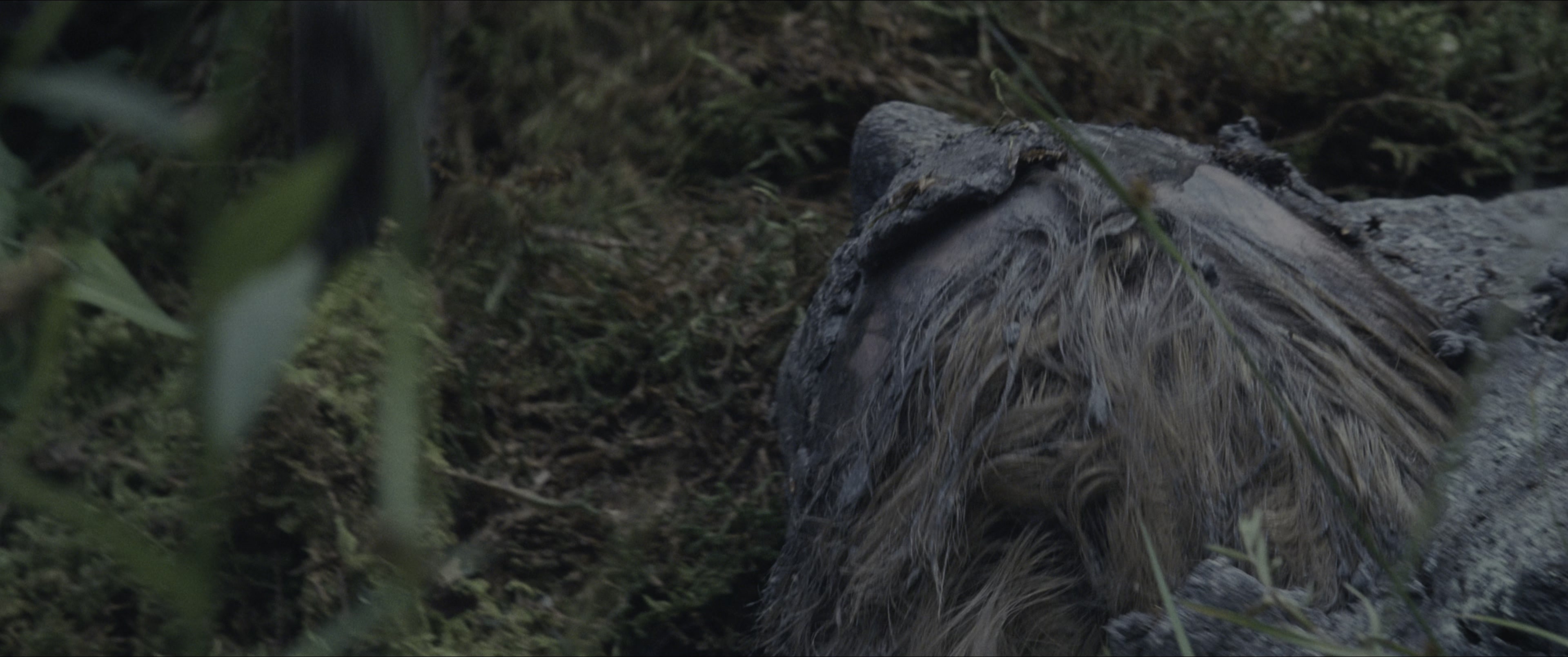 The Hunger Games (2012), wide, 2.39:1 — film still