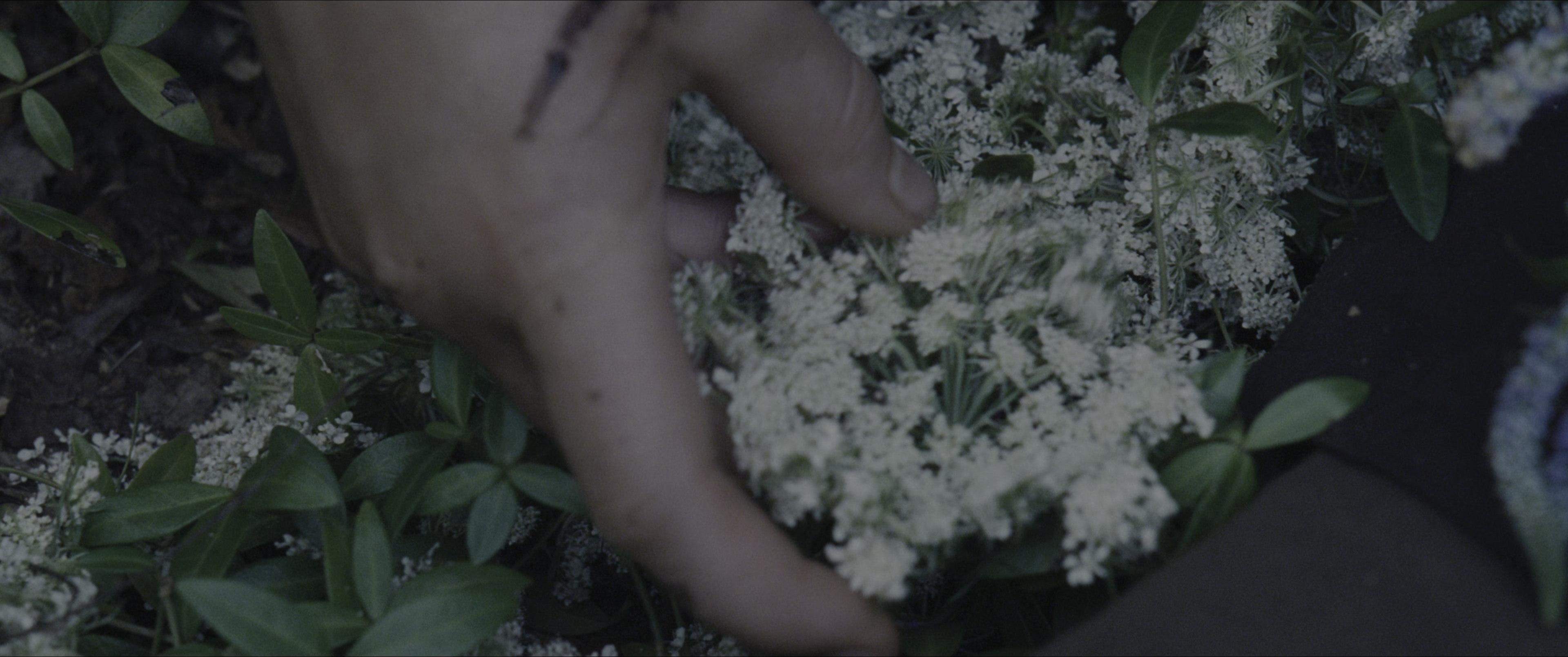 The Hunger Games (2012), wide, 2.39:1 — film still