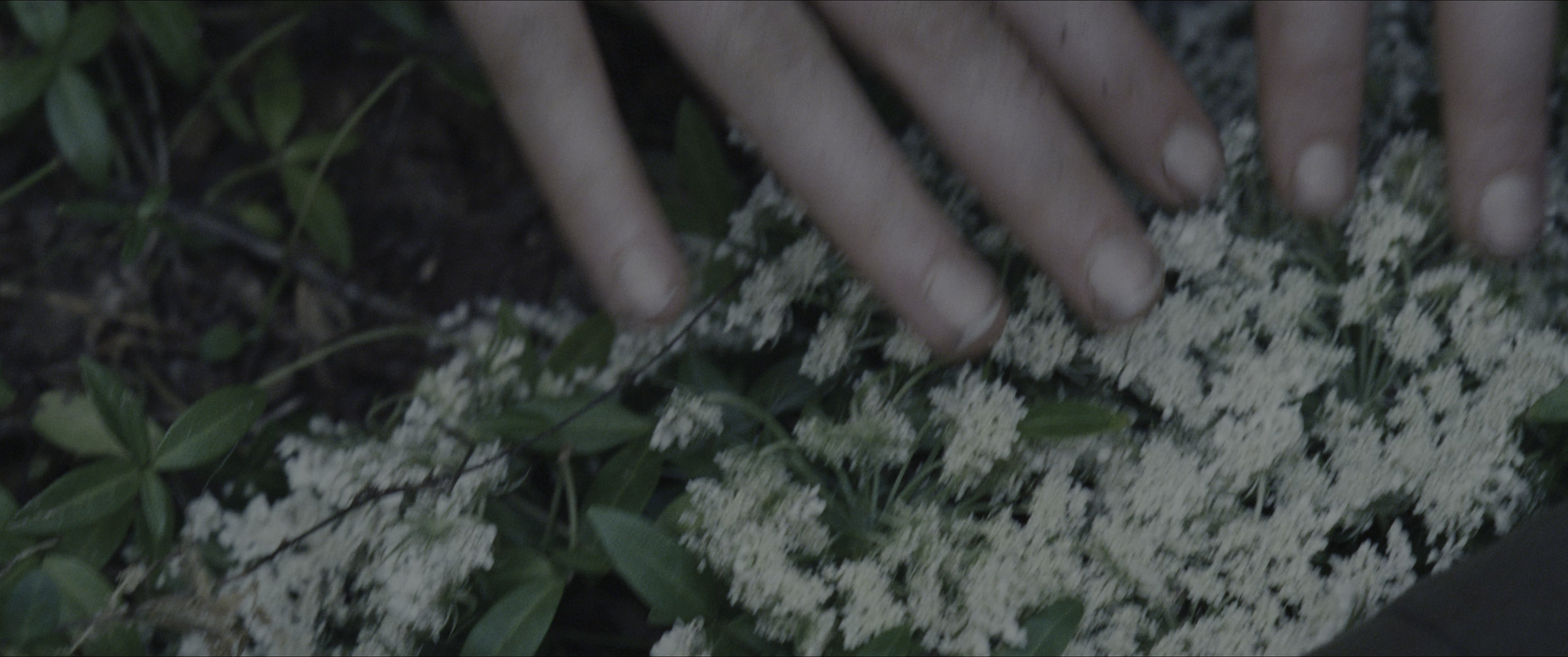 The Hunger Games (2012), wide, 2.39:1 — film still