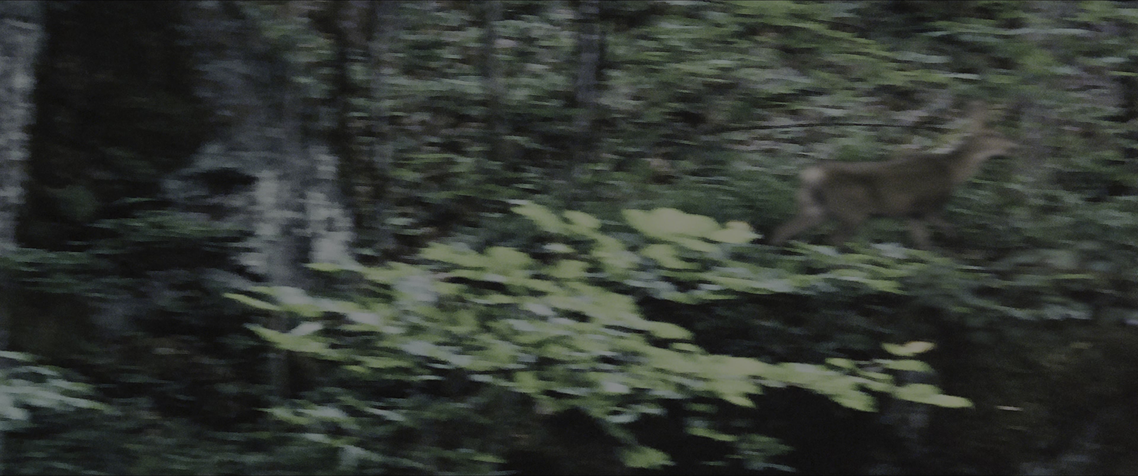 The Hunger Games (2012), wide, 2.39:1 — film still