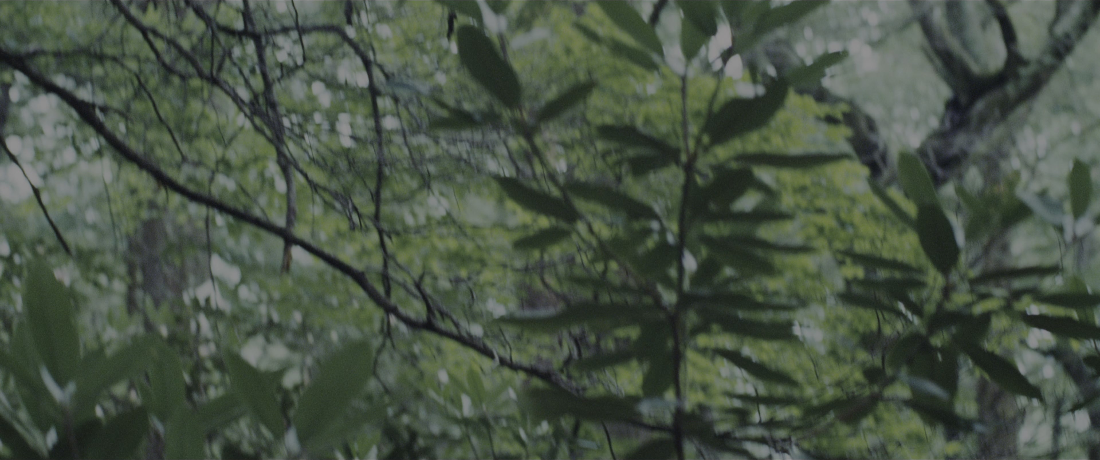 The Hunger Games (2012), wide, 2.39:1 — film still