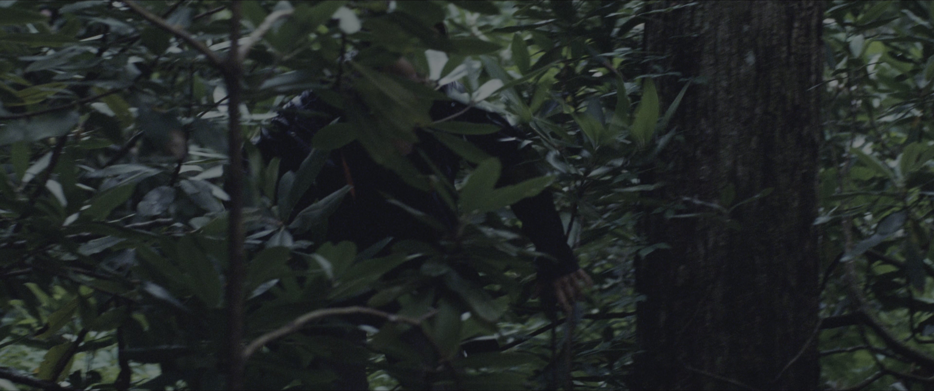 The Hunger Games (2012), wide, 2.39:1 — film still