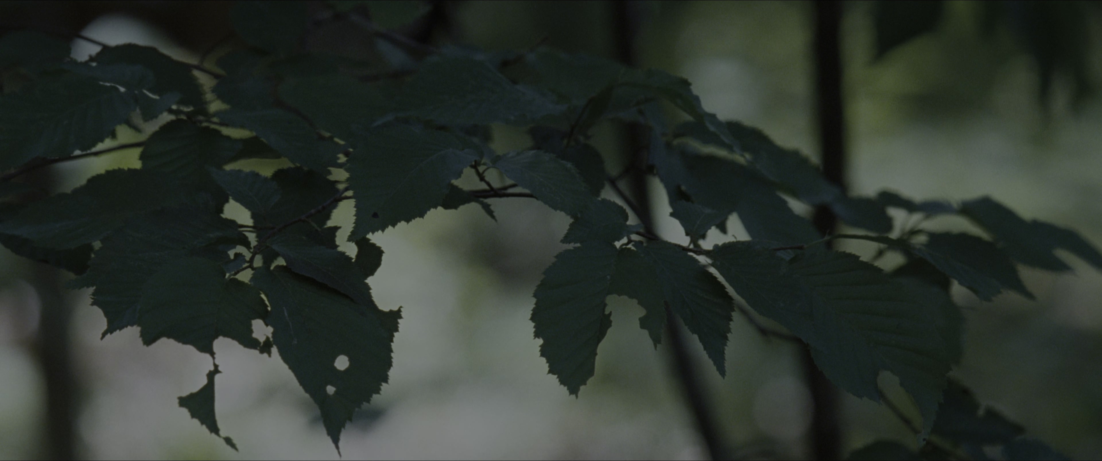 The Hunger Games (2012), wide, 2.39:1 — film still