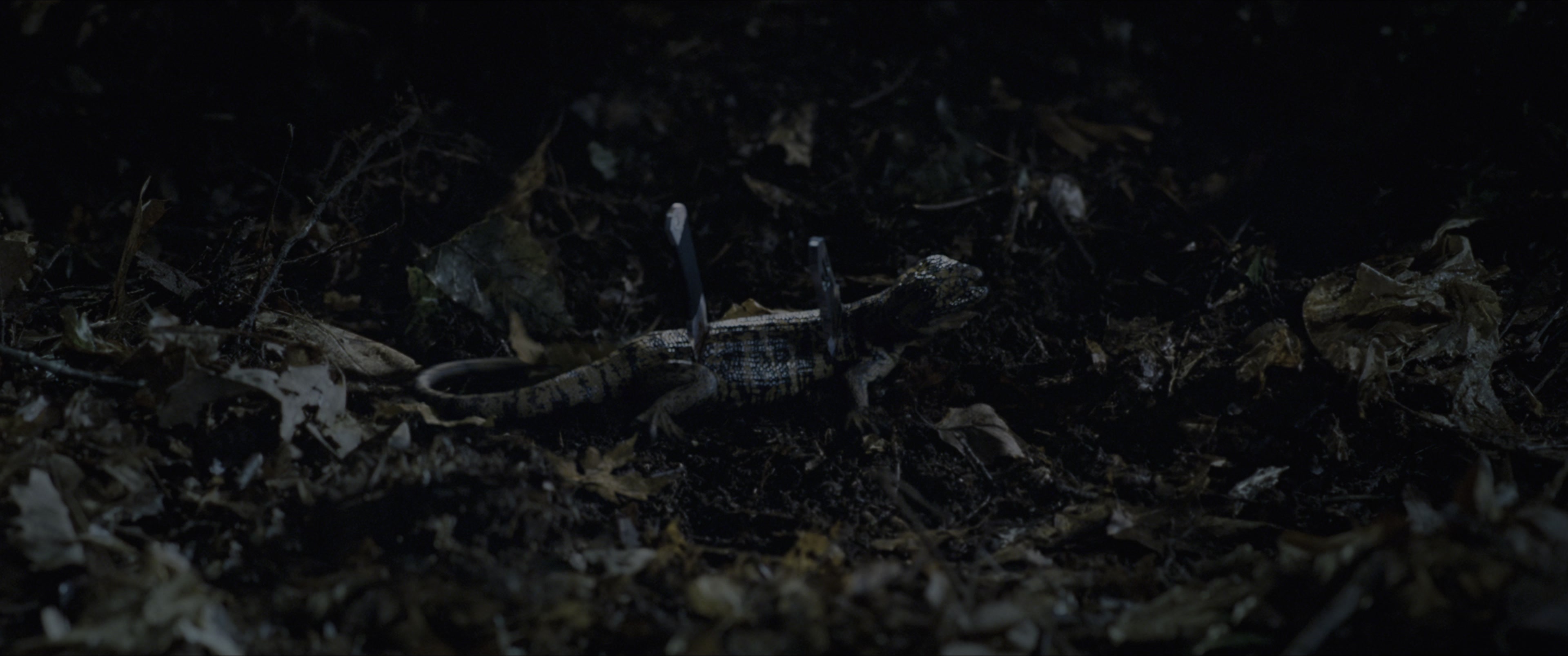 The Hunger Games (2012), wide, 2.39:1 — film still