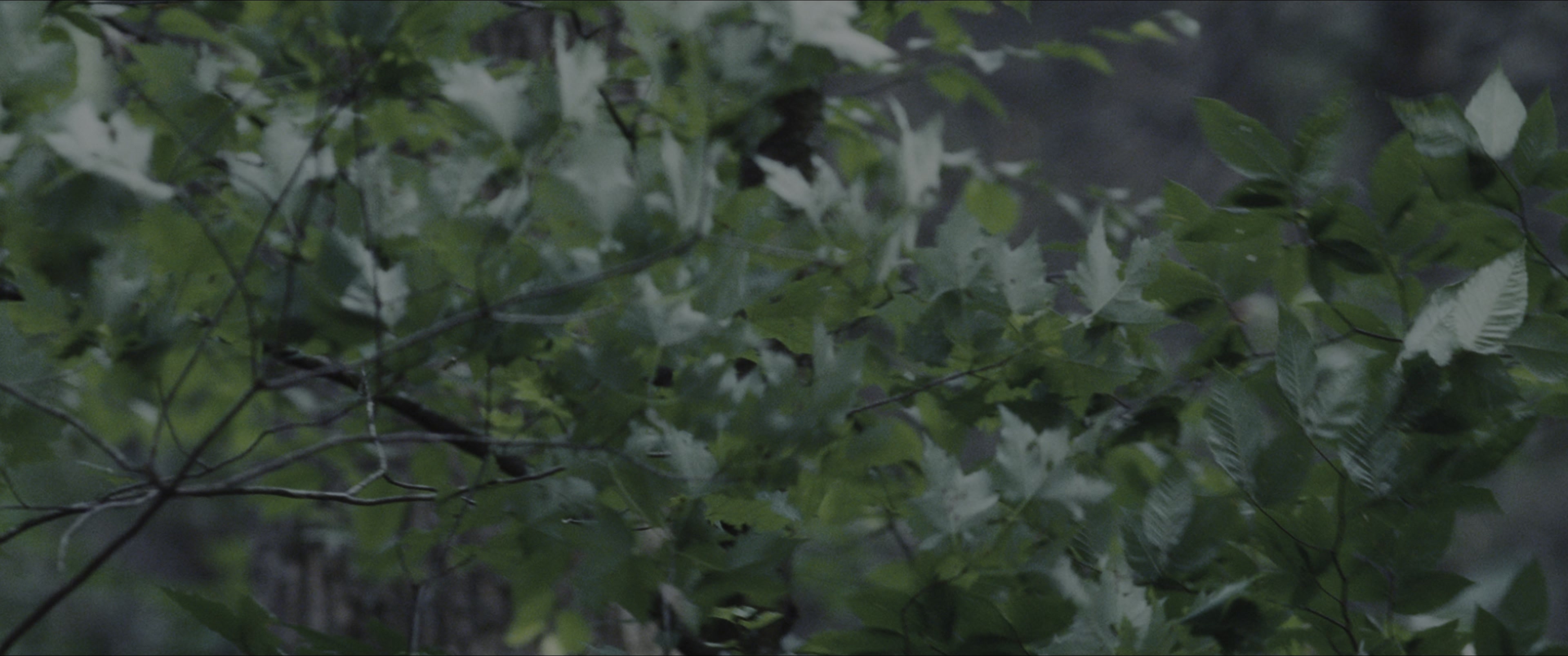The Hunger Games (2012), wide, 2.39:1 — film still
