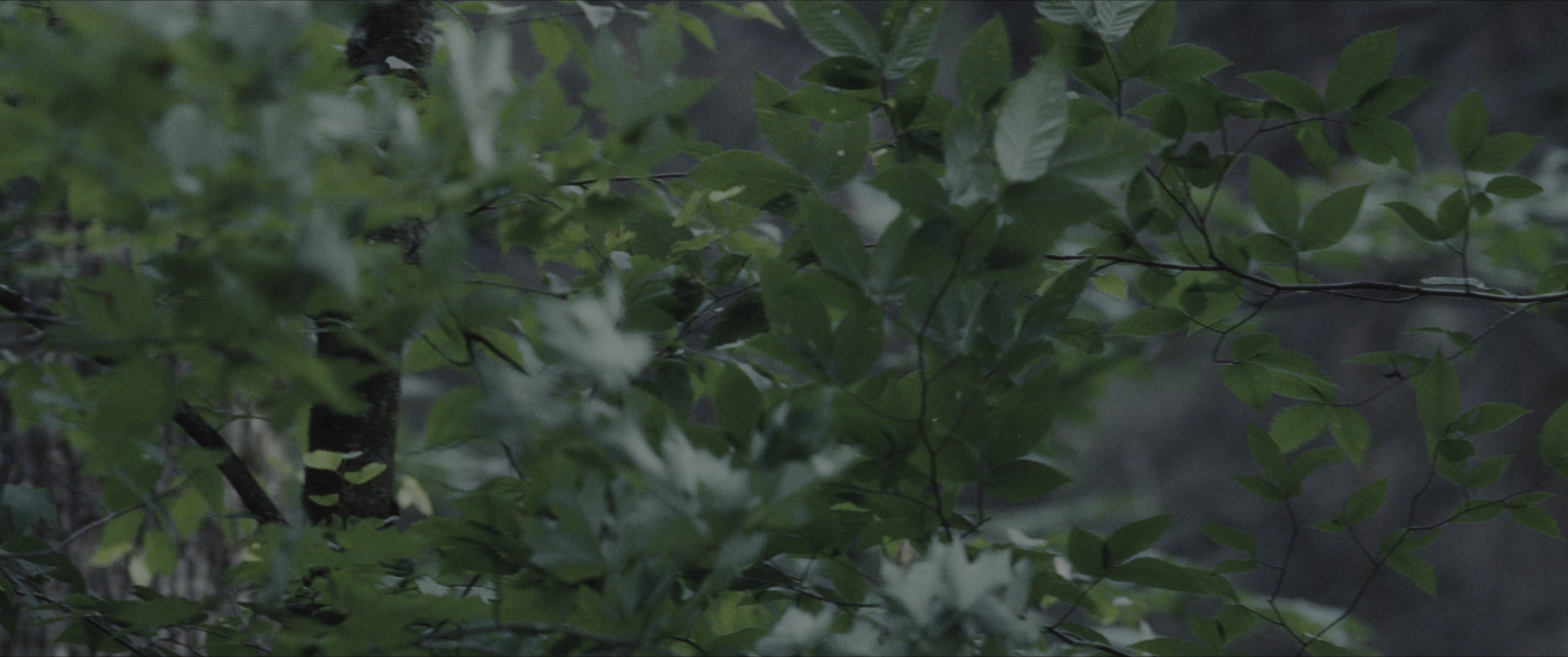 The Hunger Games (2012), unknown, 2.39:1 — film still