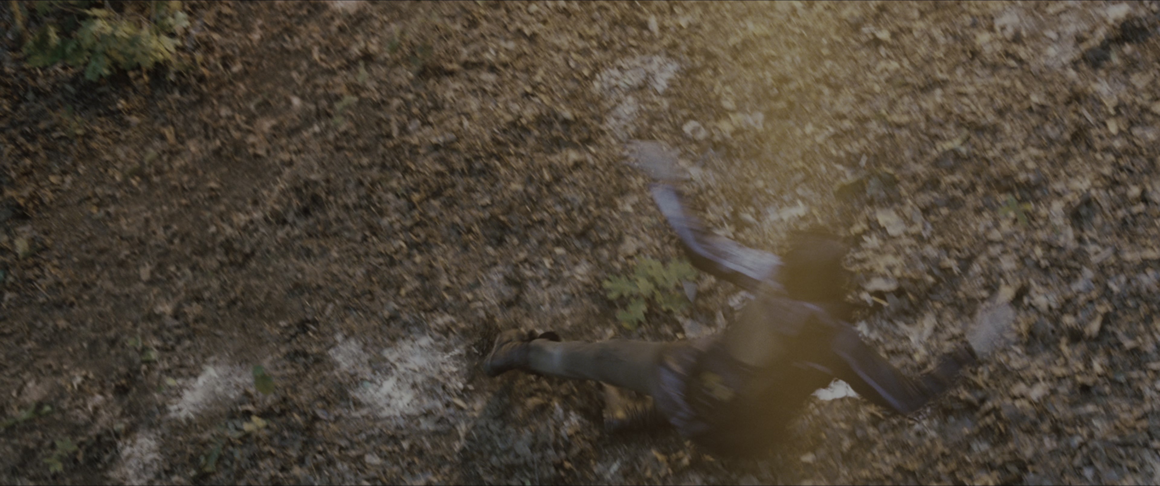 The Hunger Games (2012), wide, 2.39:1 — film still