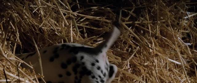 Frame from 101 Dalmatians — bed, animal, dog