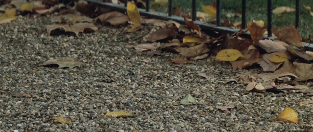 Frame from 101 Dalmatians — maple