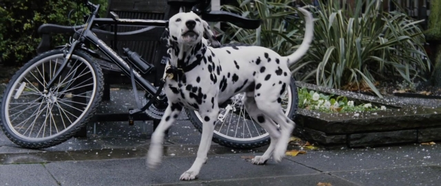 Wide shot frame from 101 Dalmatians — street, dog, bicycle