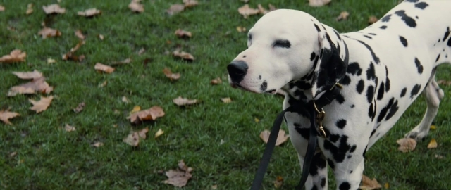Wide shot frame from 101 Dalmatians — standing, dog