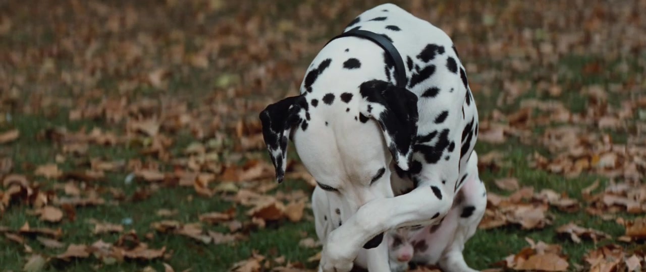 101 Dalmatians (1996), wide, 2.37:1 — film still