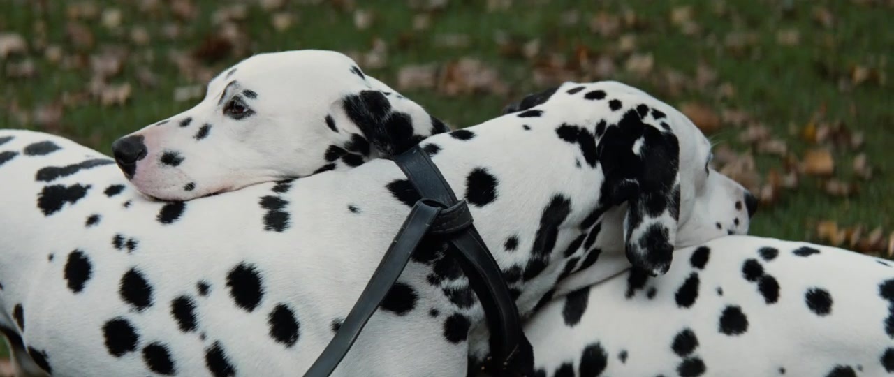 101 Dalmatians (1996), unknown, 2.37:1 — film still
