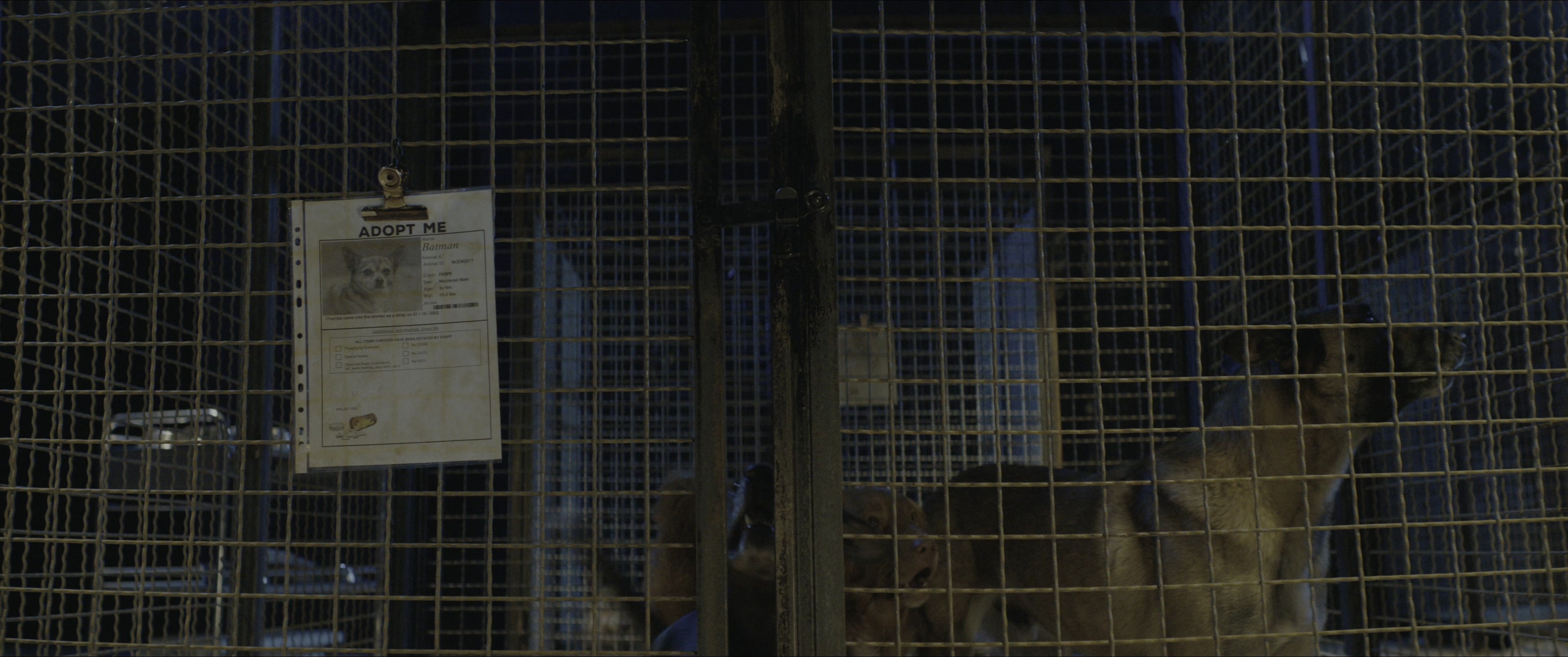 Dogman (2023), unknown, 2.39:1 — film still