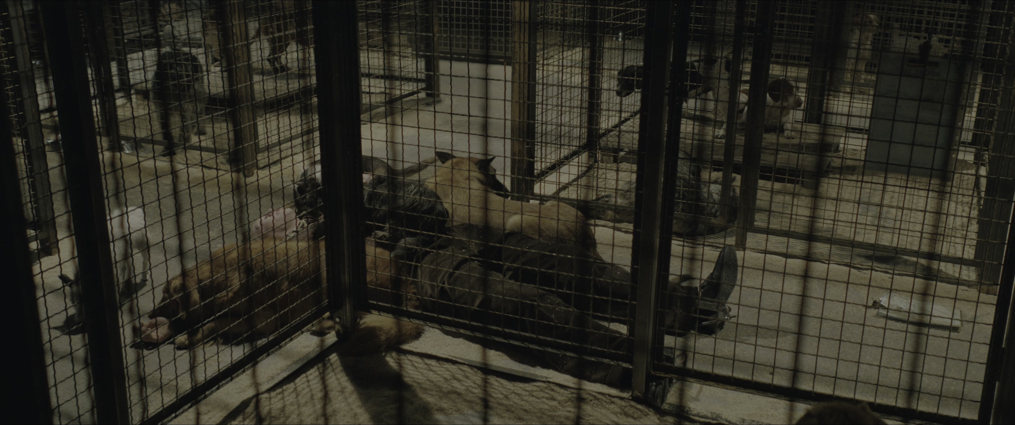 Dogman (2023), wide, 2.39:1 — film still