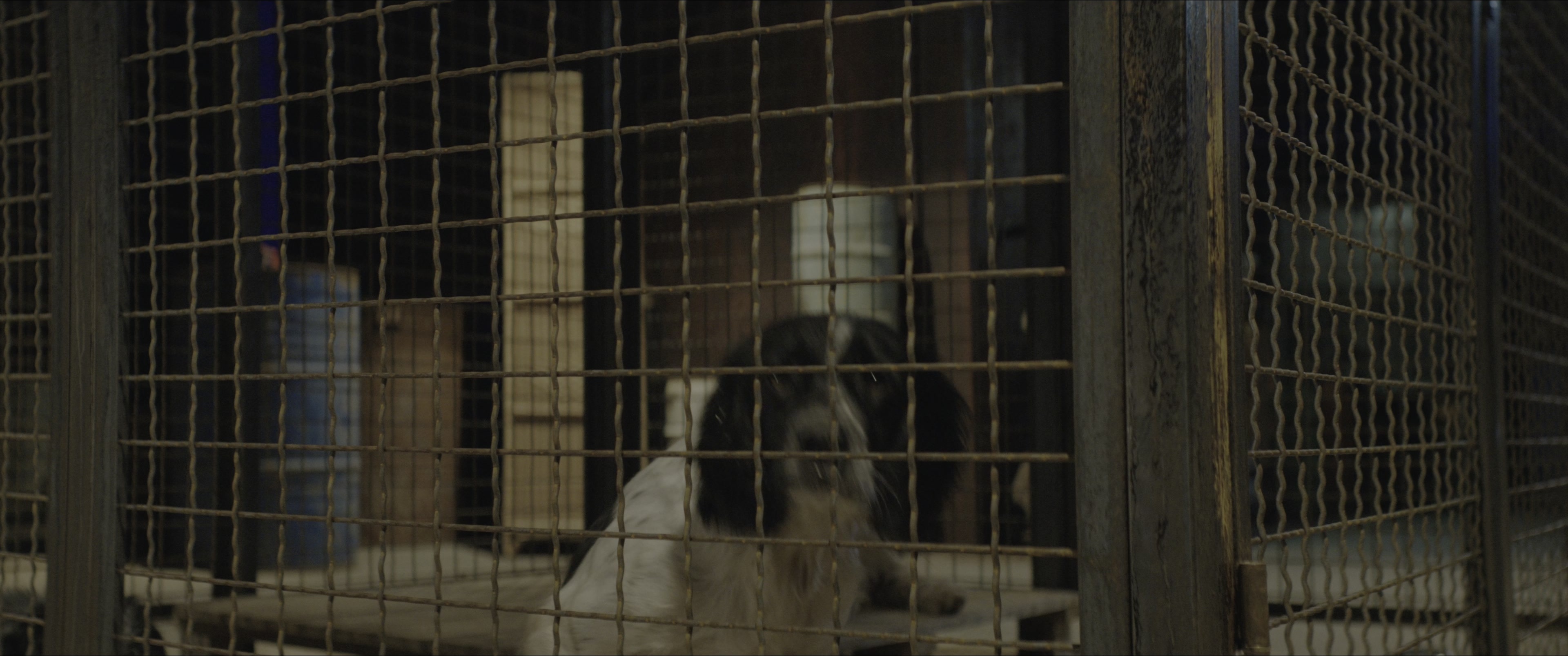 Dogman (2023), wide, 2.39:1 — film still
