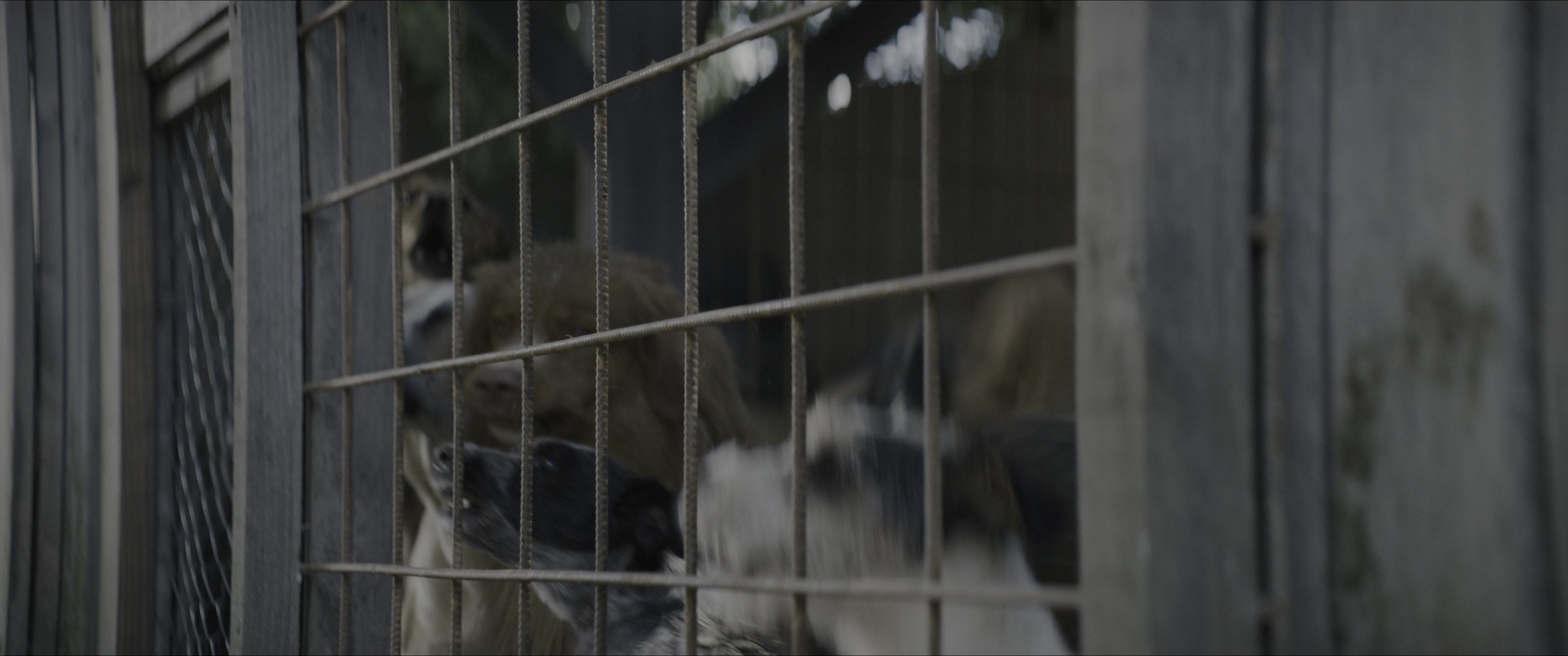 Dogman (2023), unknown, 2.39:1 — film still