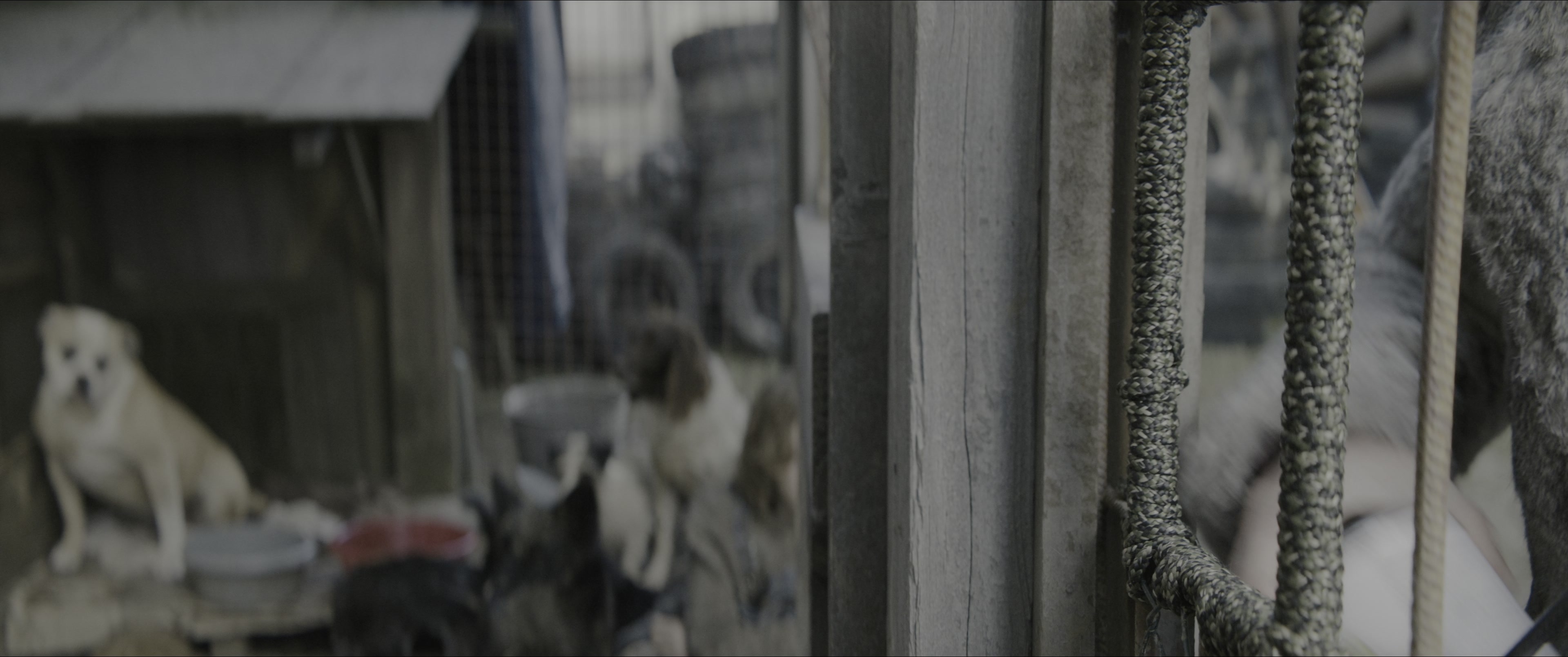Dogman (2023), wide, 2.39:1 — film still