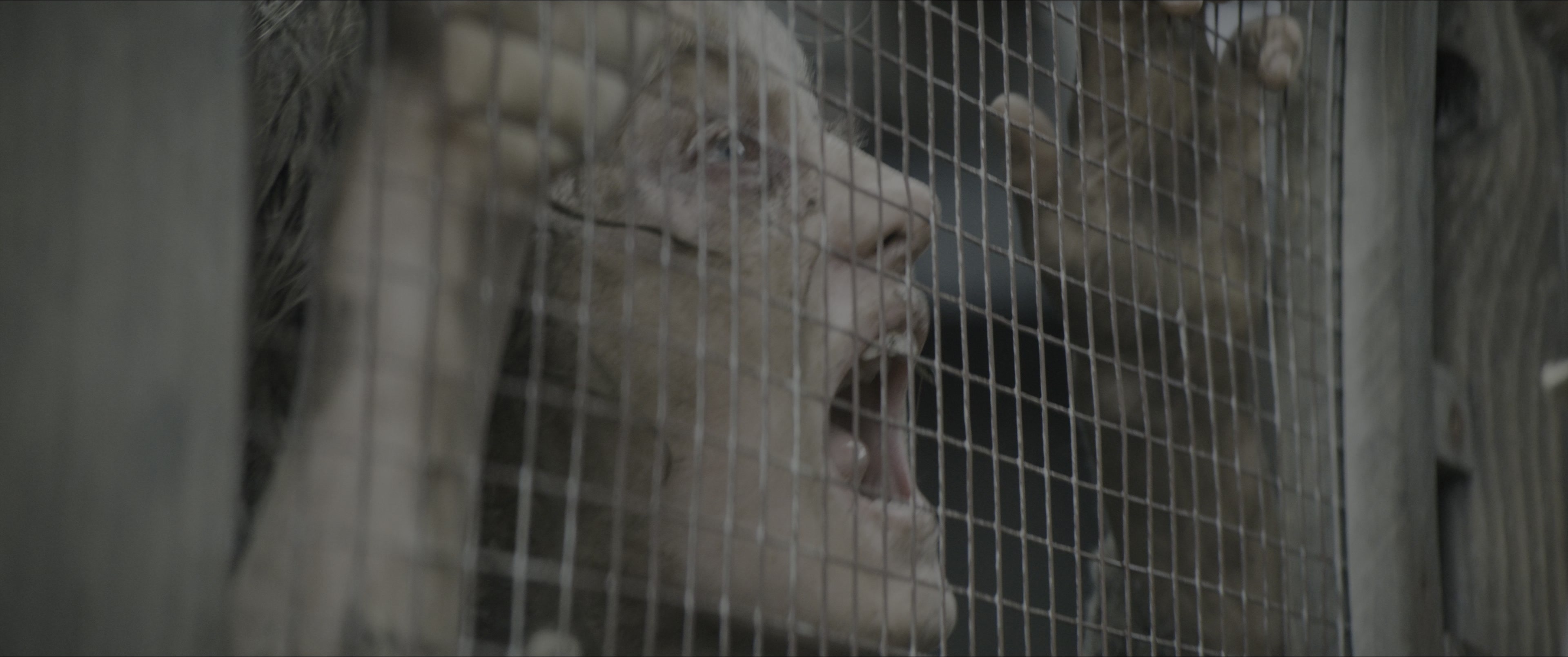 Dogman (2023), wide, 2.39:1 — film still