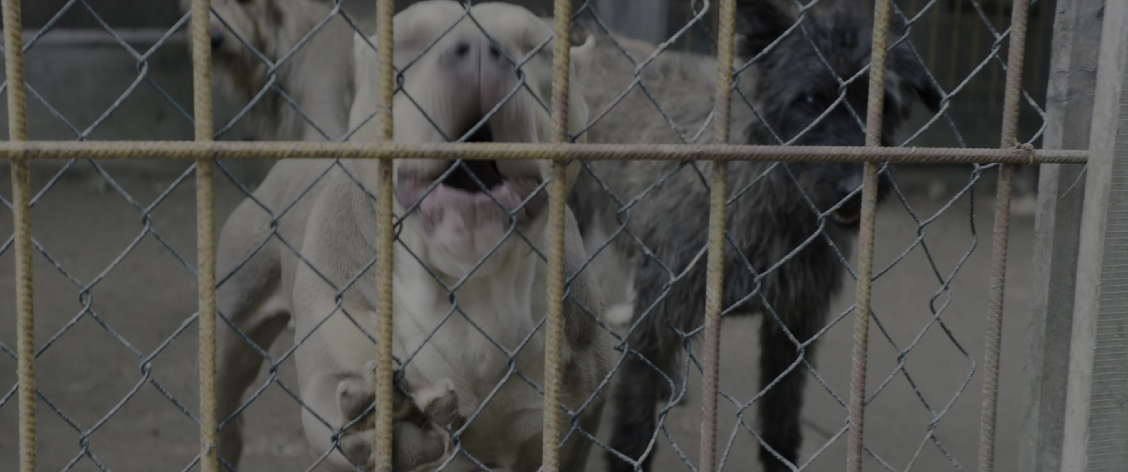 Dogman (2023), wide, 2.39:1 — film still