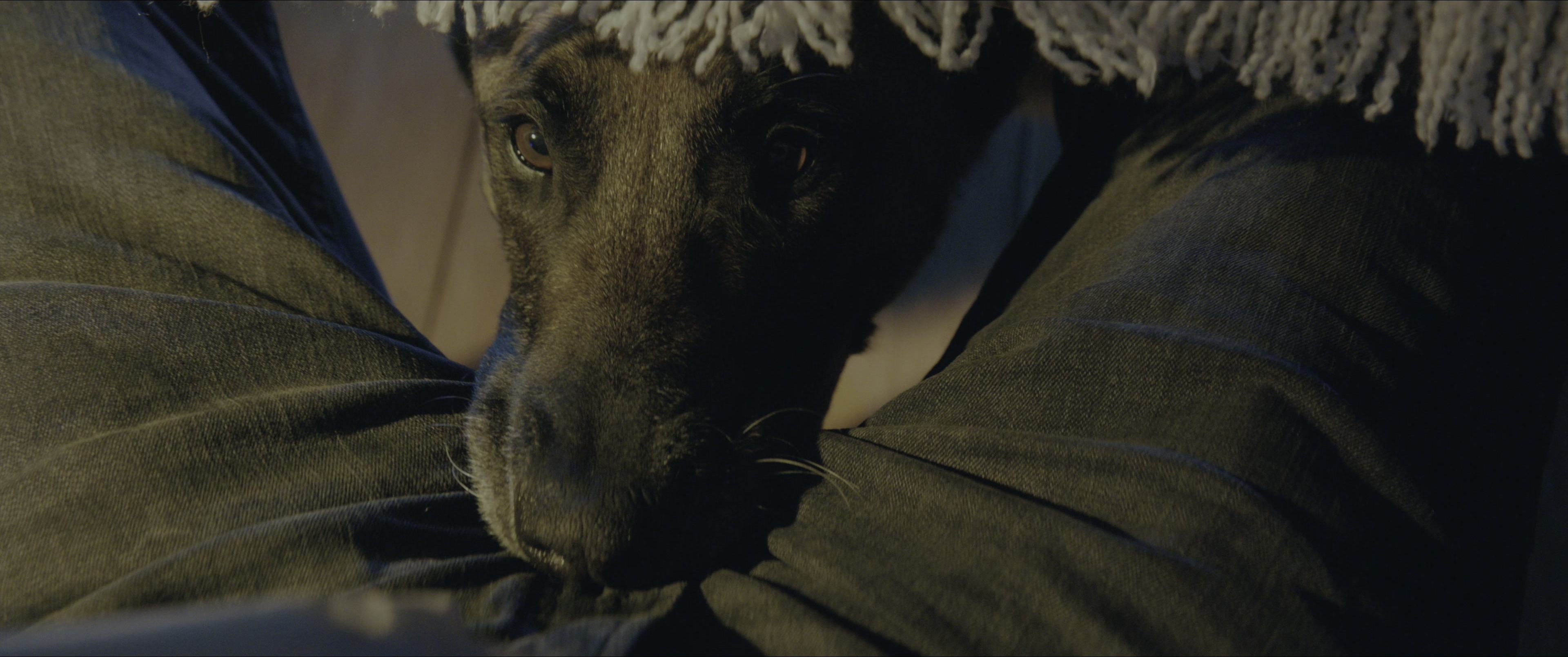 Dogman (2023), wide, 2.39:1 — film still