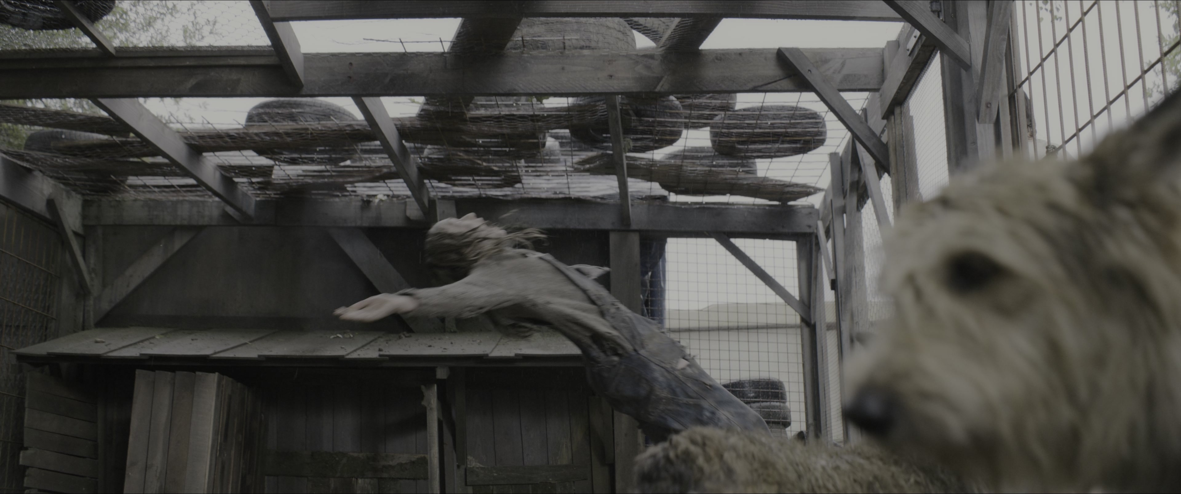 Dogman (2023), wide, 2.39:1 — film still