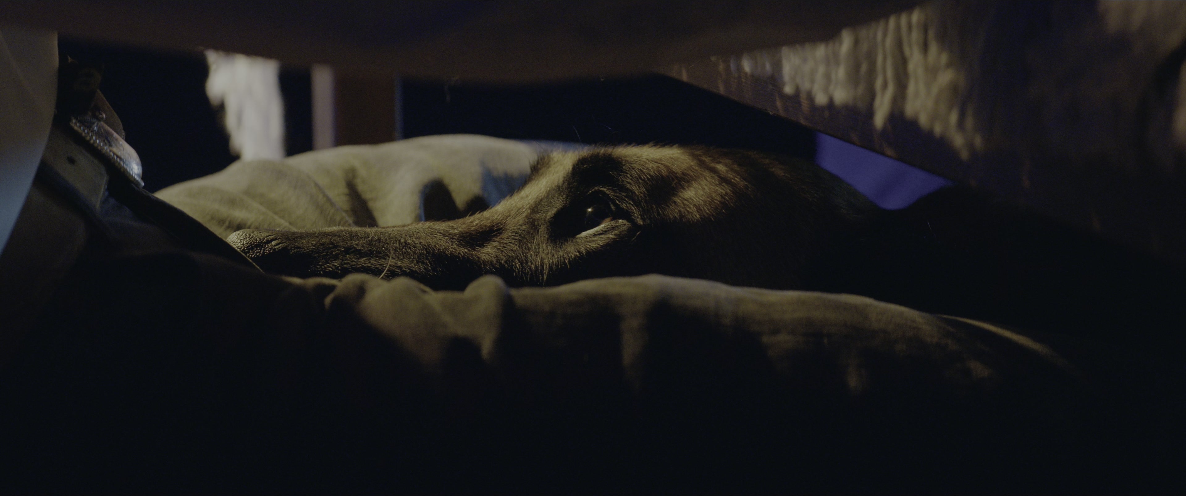 Dogman (2023), wide, 2.39:1 — film still