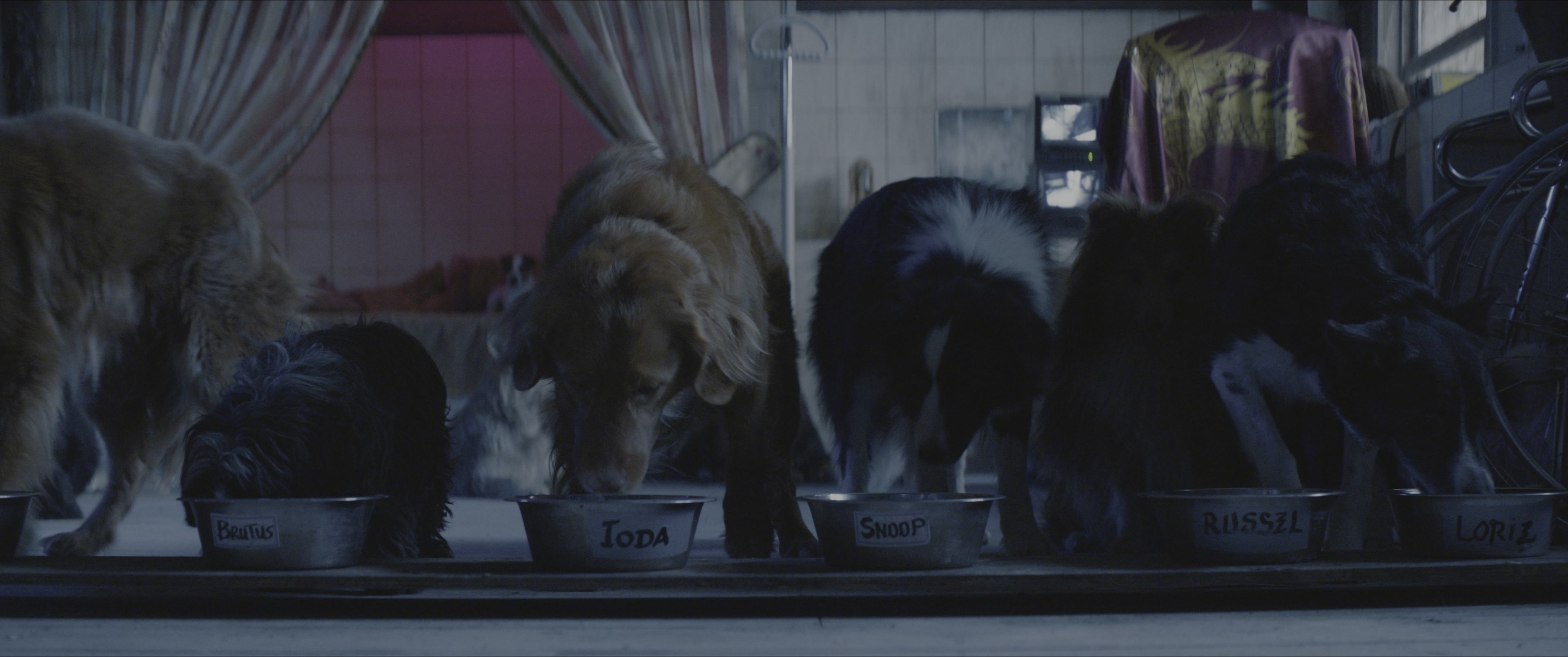 Dogman (2023), wide, 2.39:1 — film still