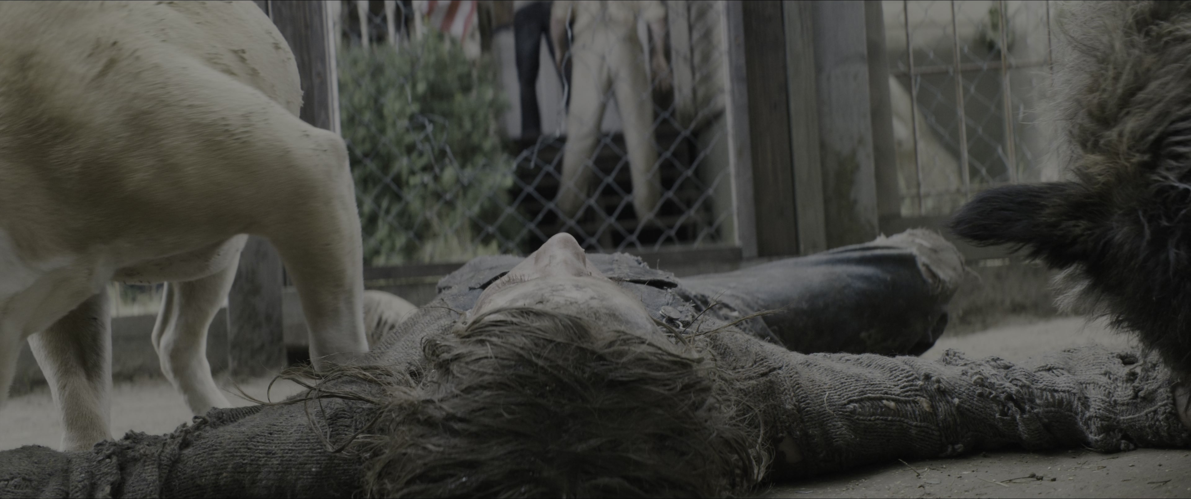 Dogman (2023), wide, 2.39:1 — film still