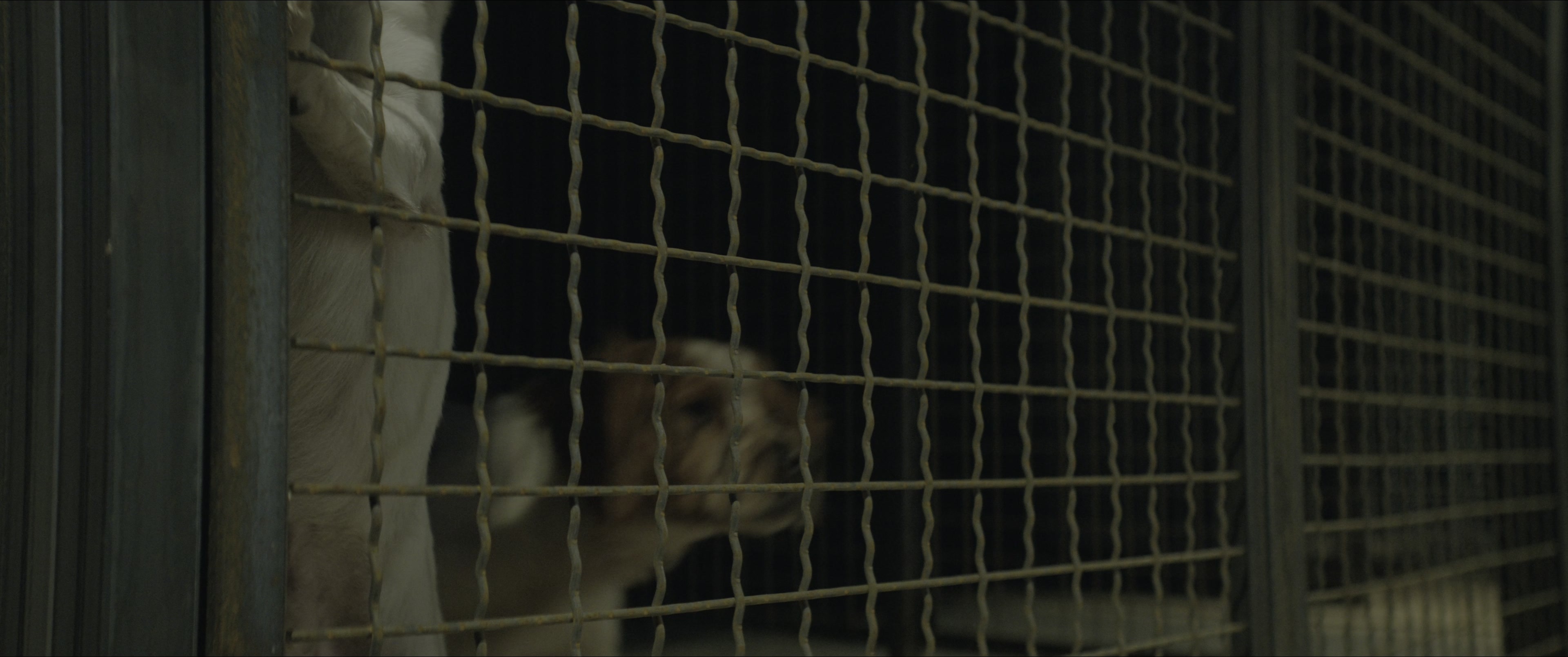 Dogman (2023), wide, 2.39:1 — film still