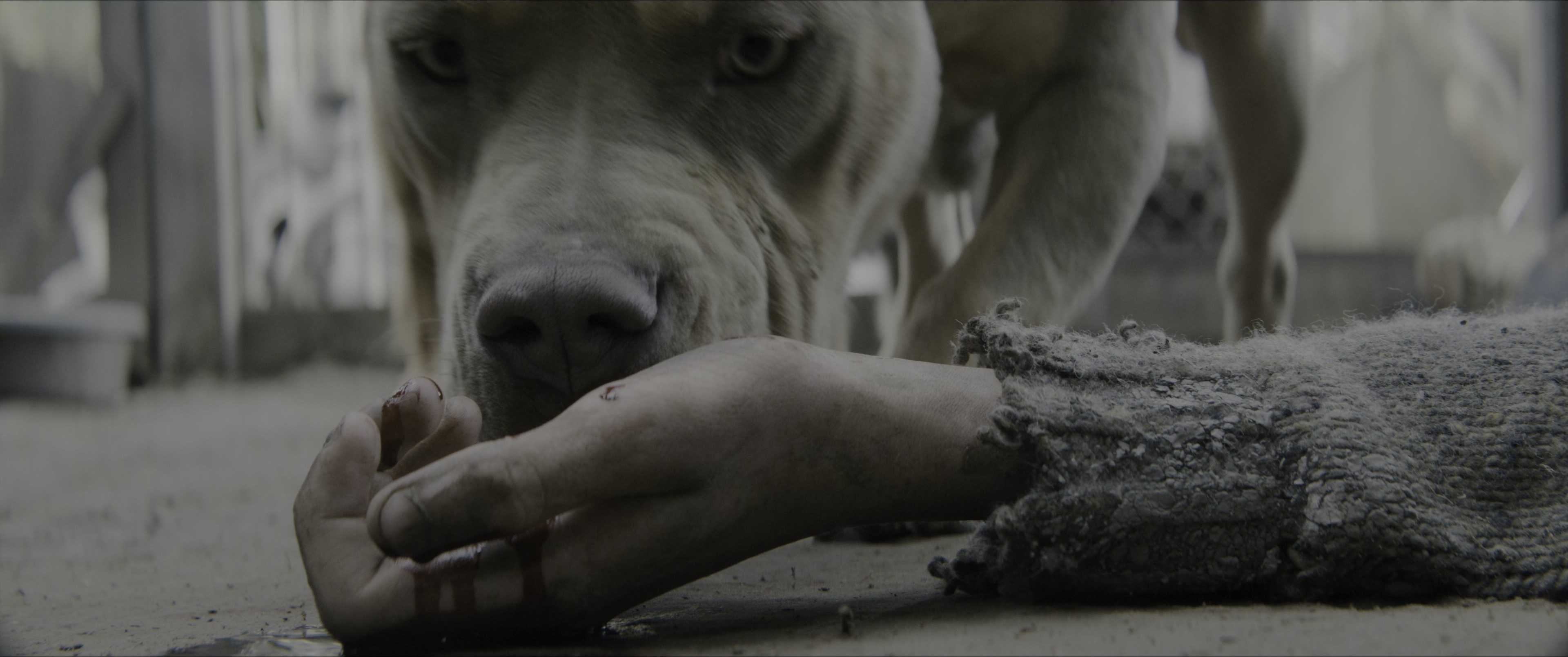 Dogman (2023), wide, 2.39:1 — film still