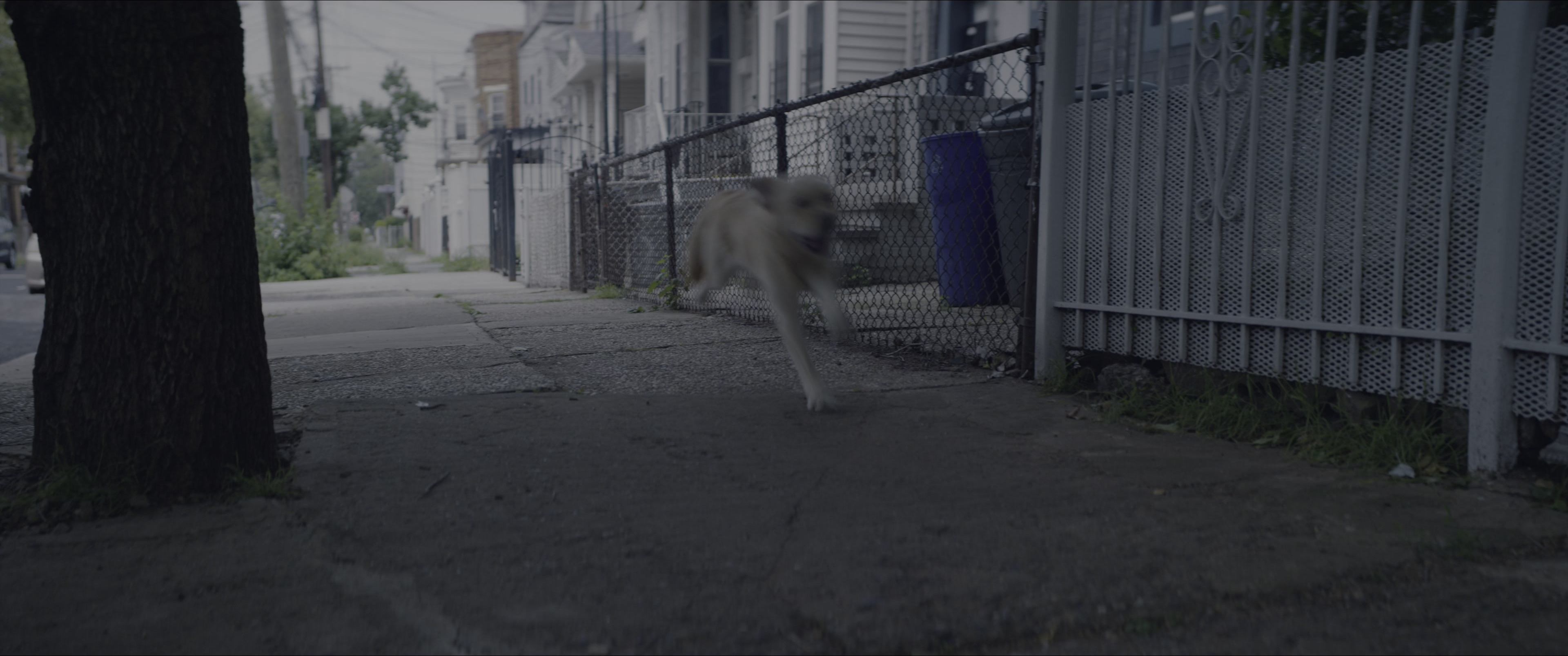 Dogman (2023), wide, 2.39:1 — film still