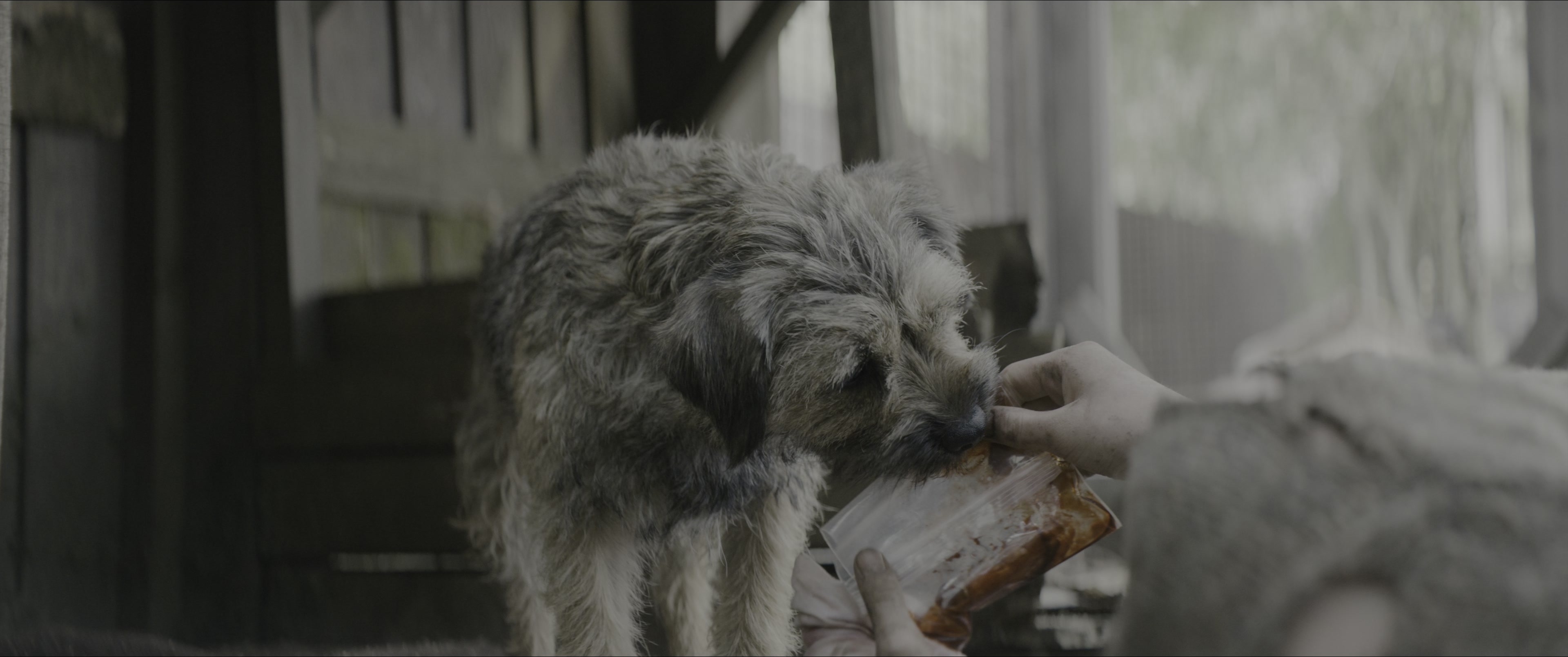 Dogman (2023), unknown, 2.39:1 — film still