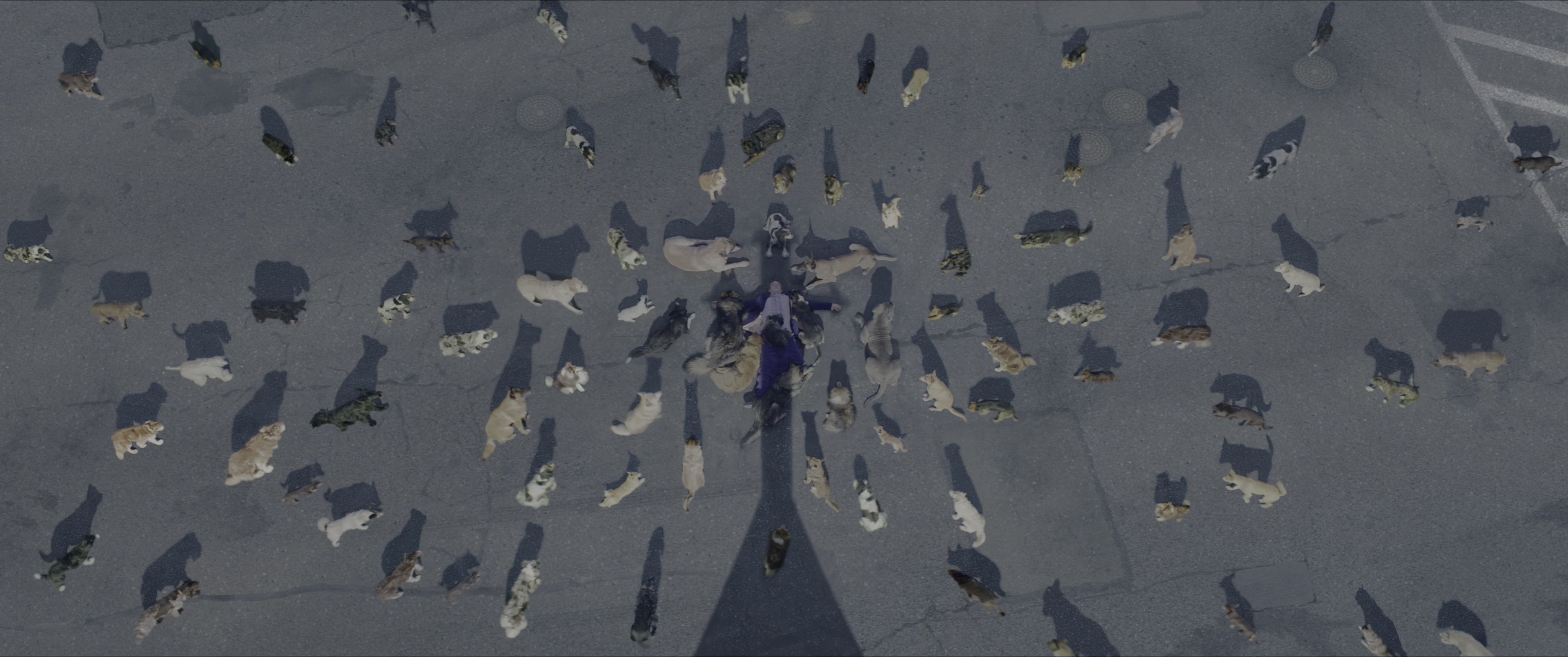 Dogman (2023), wide, 2.39:1 — film still
