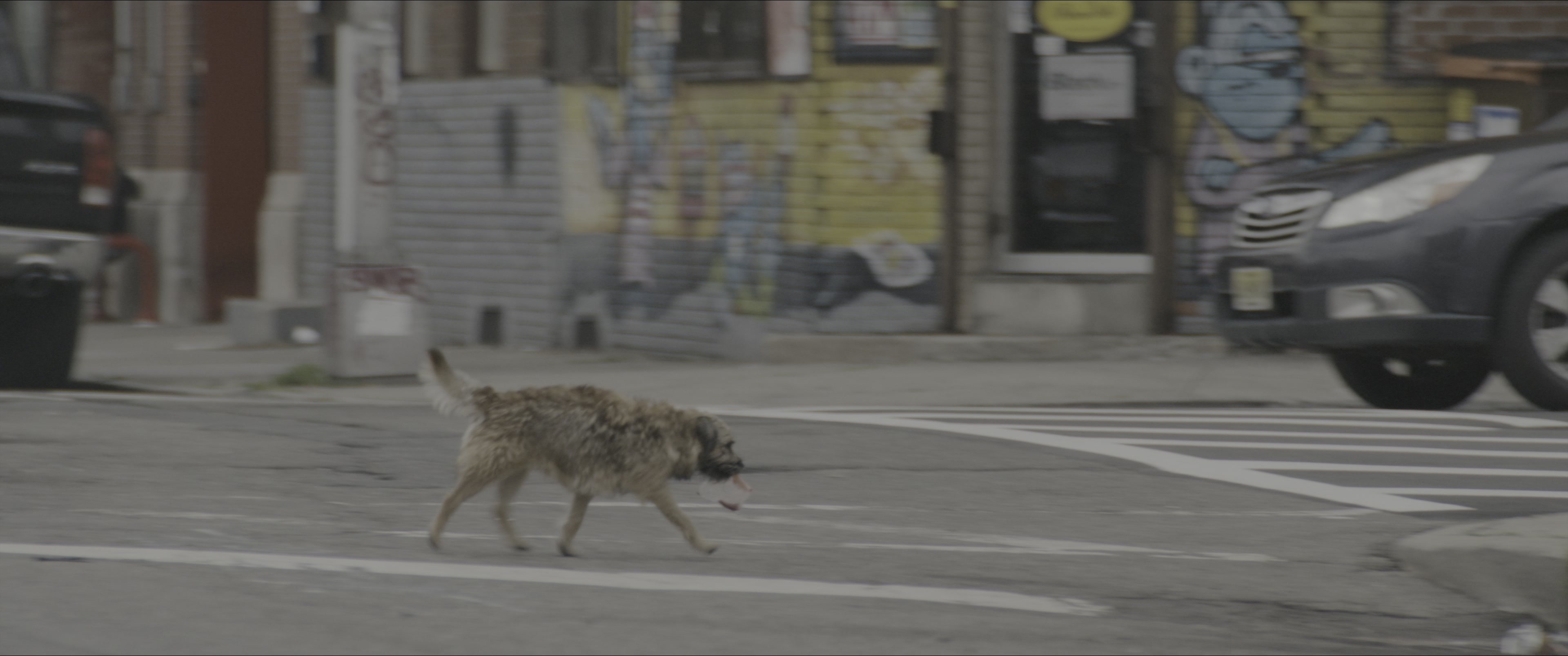 Dogman (2023), wide, 2.39:1 — film still