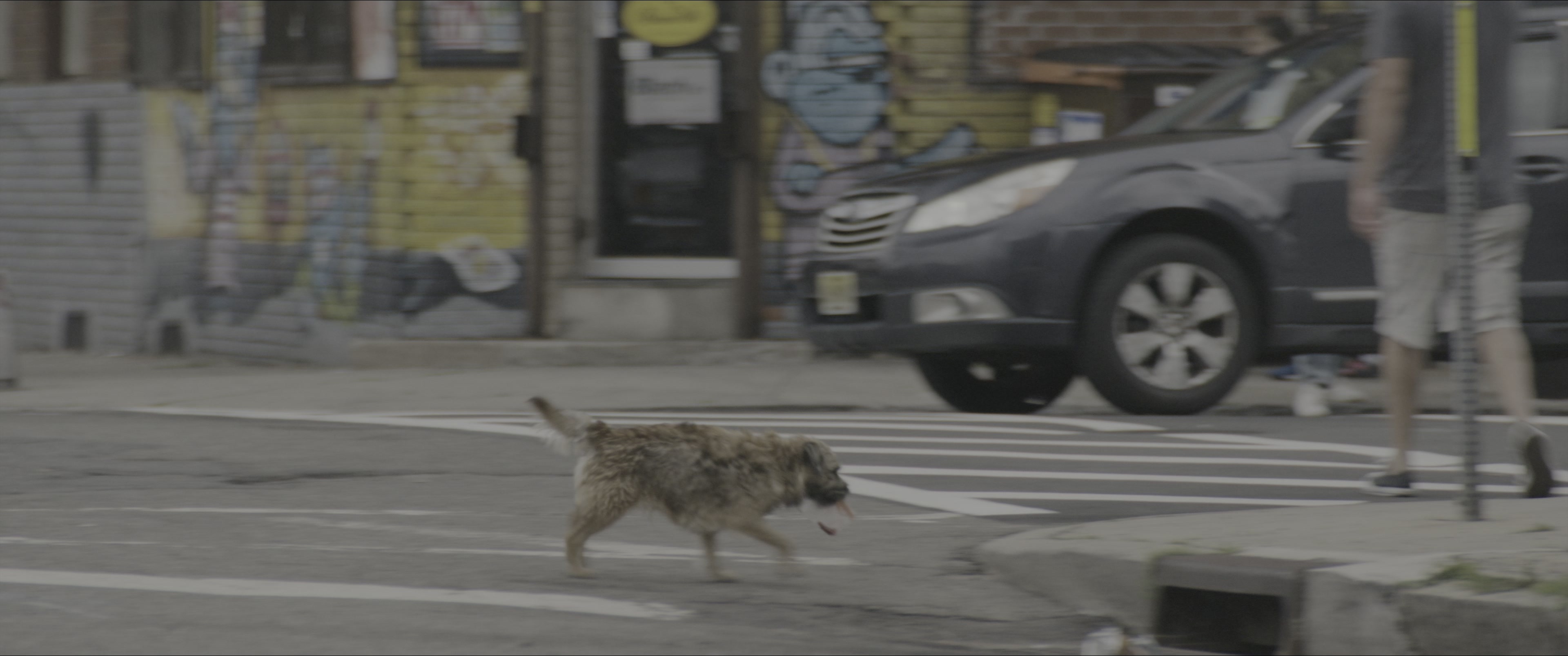 Dogman (2023), wide, 2.39:1 — film still