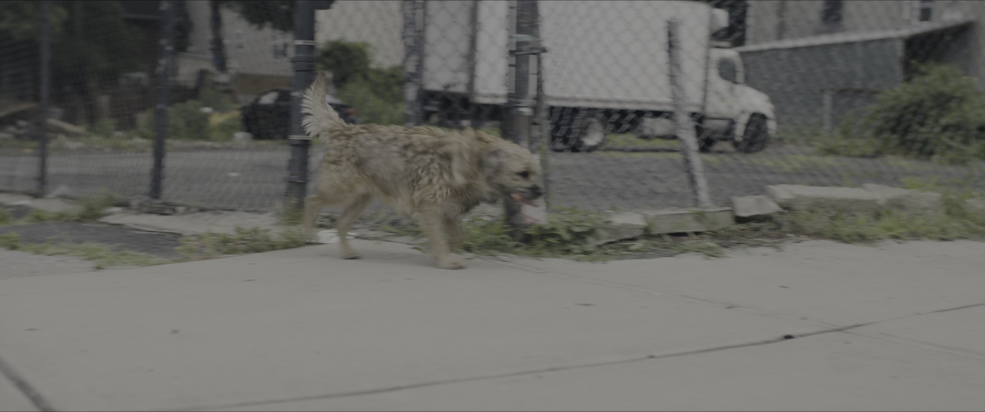 Dogman (2023), wide, 2.39:1 — film still