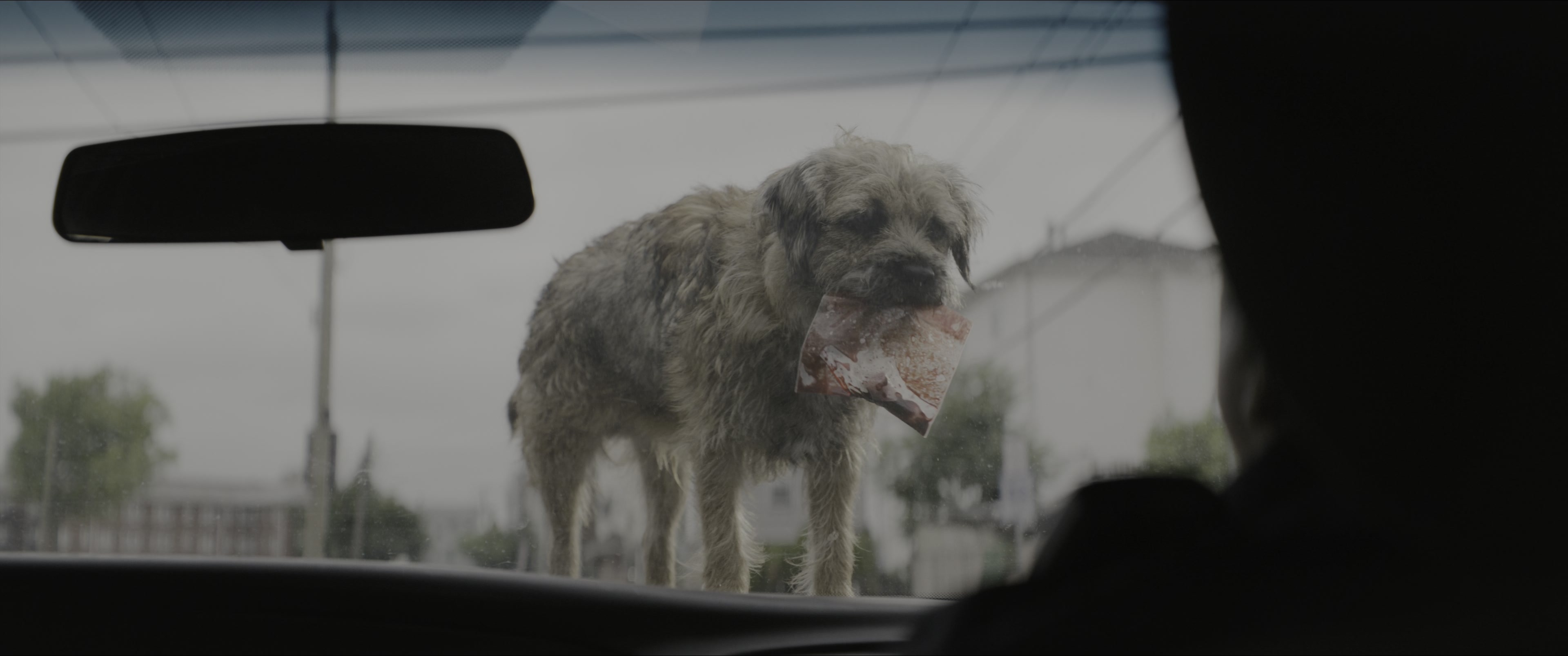 Dogman (2023), medium, 2.39:1 — film still