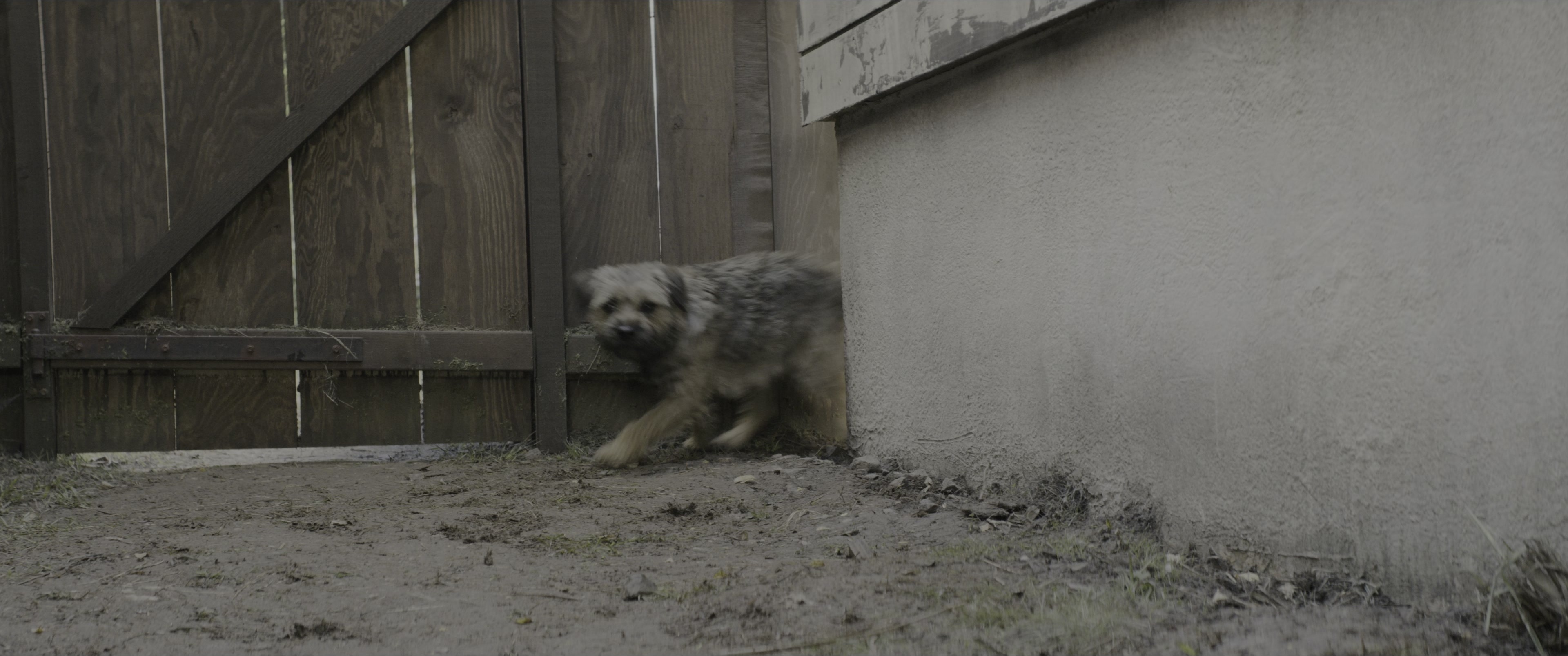 Dogman (2023), unknown, 2.39:1 — film still