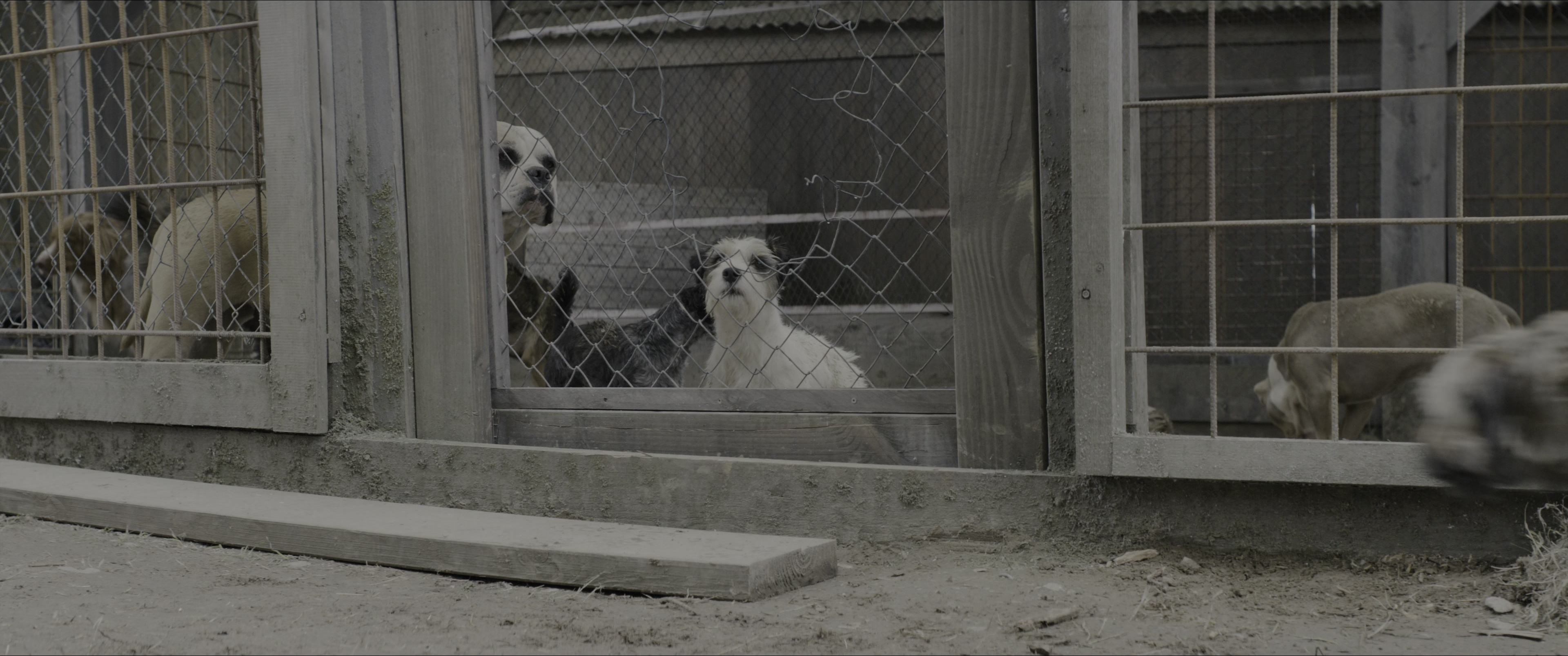Dogman (2023), wide, 2.39:1 — film still