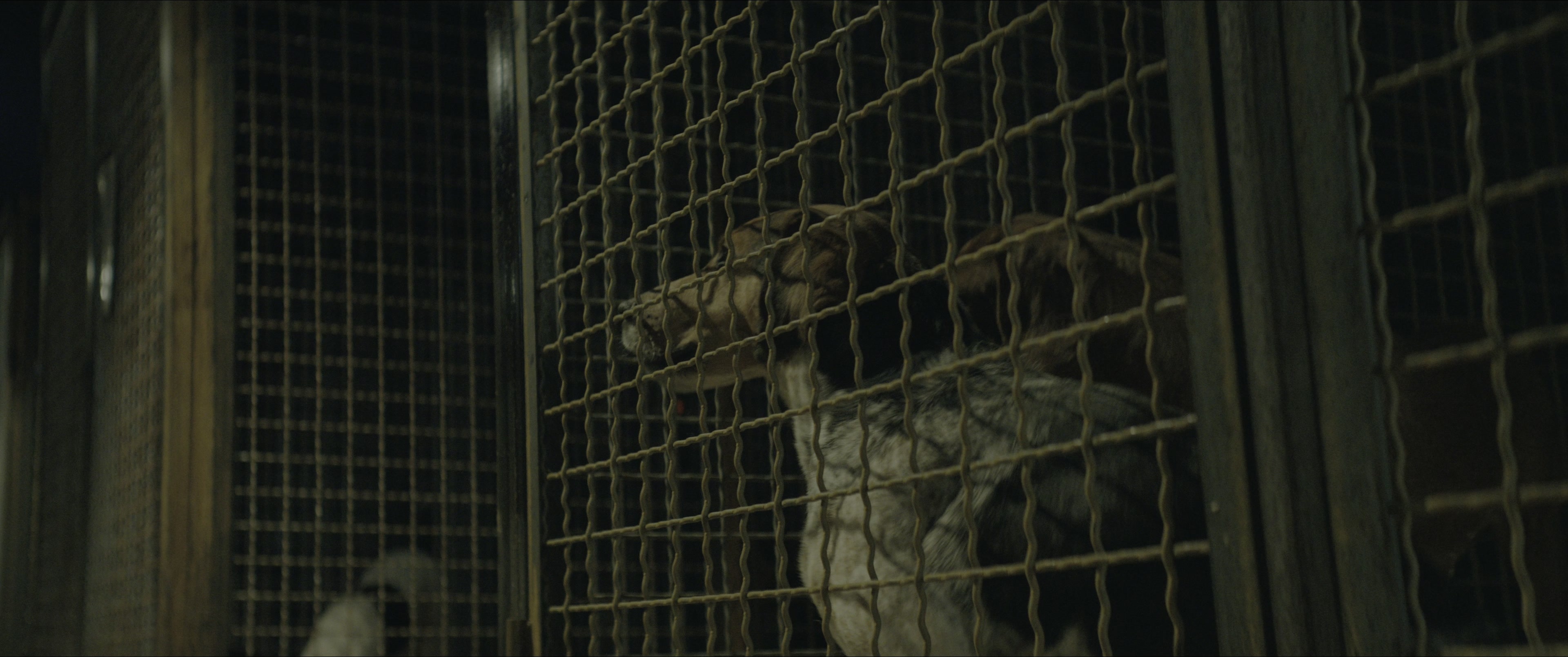 Dogman (2023), wide, 2.39:1 — film still
